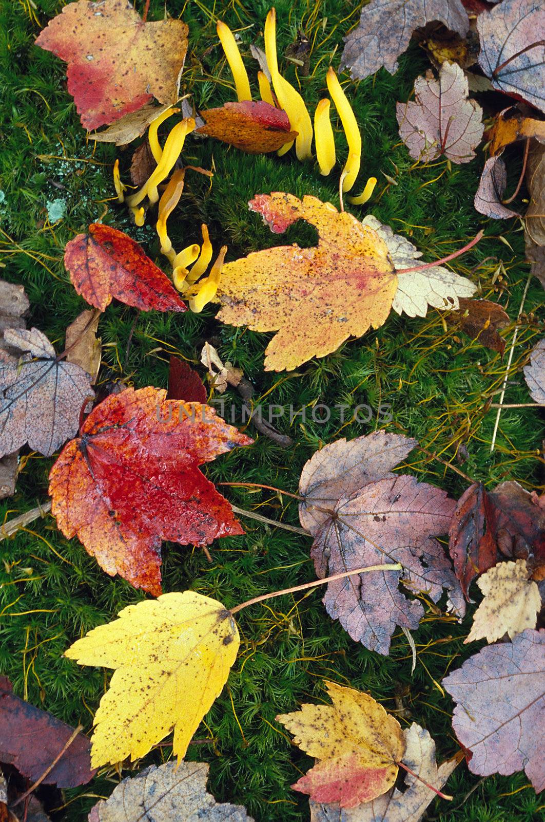 Autumn leaves on a mossy forest floor with banana fungus