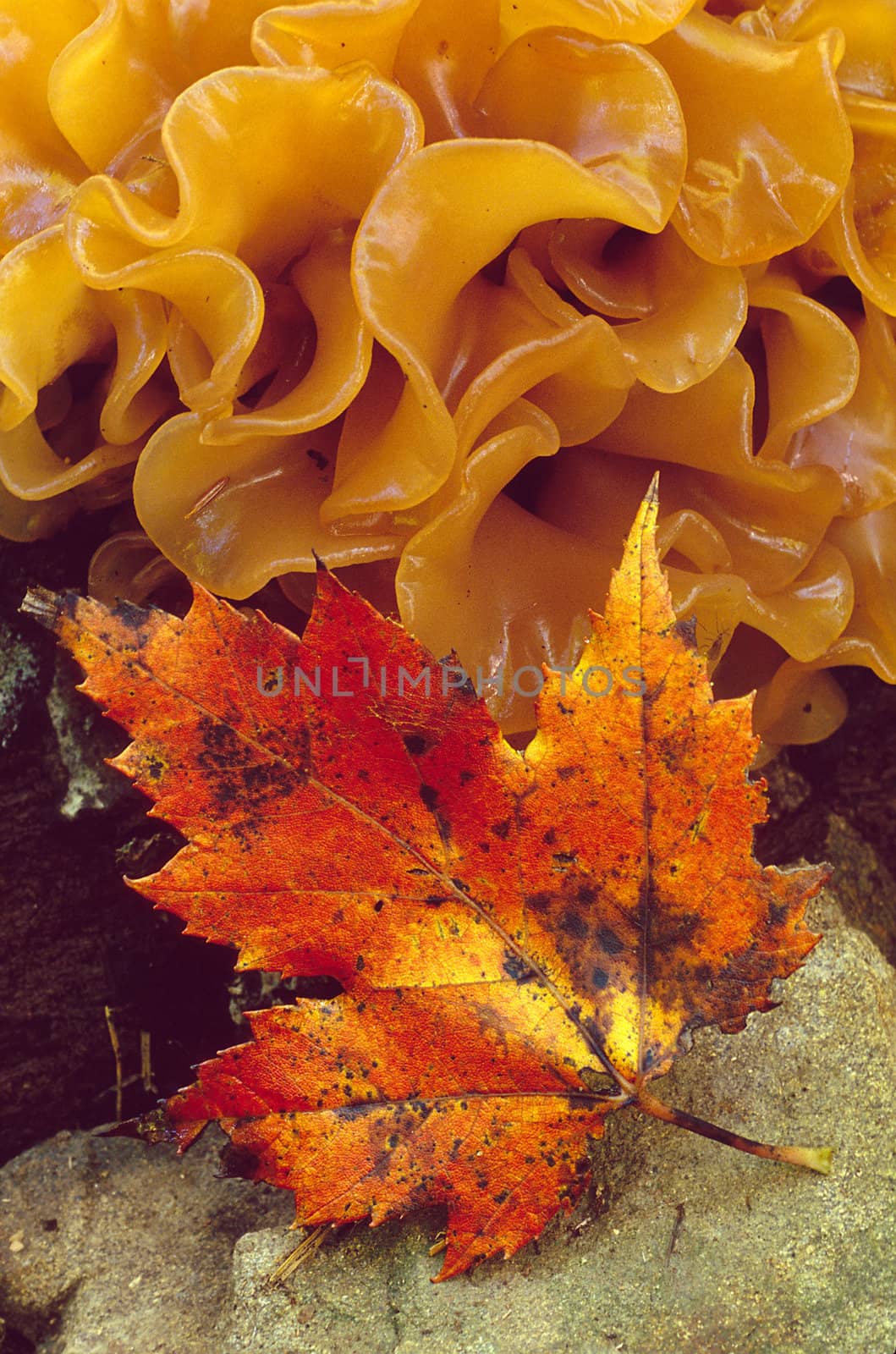 A red maple leaf with orange layered fungus