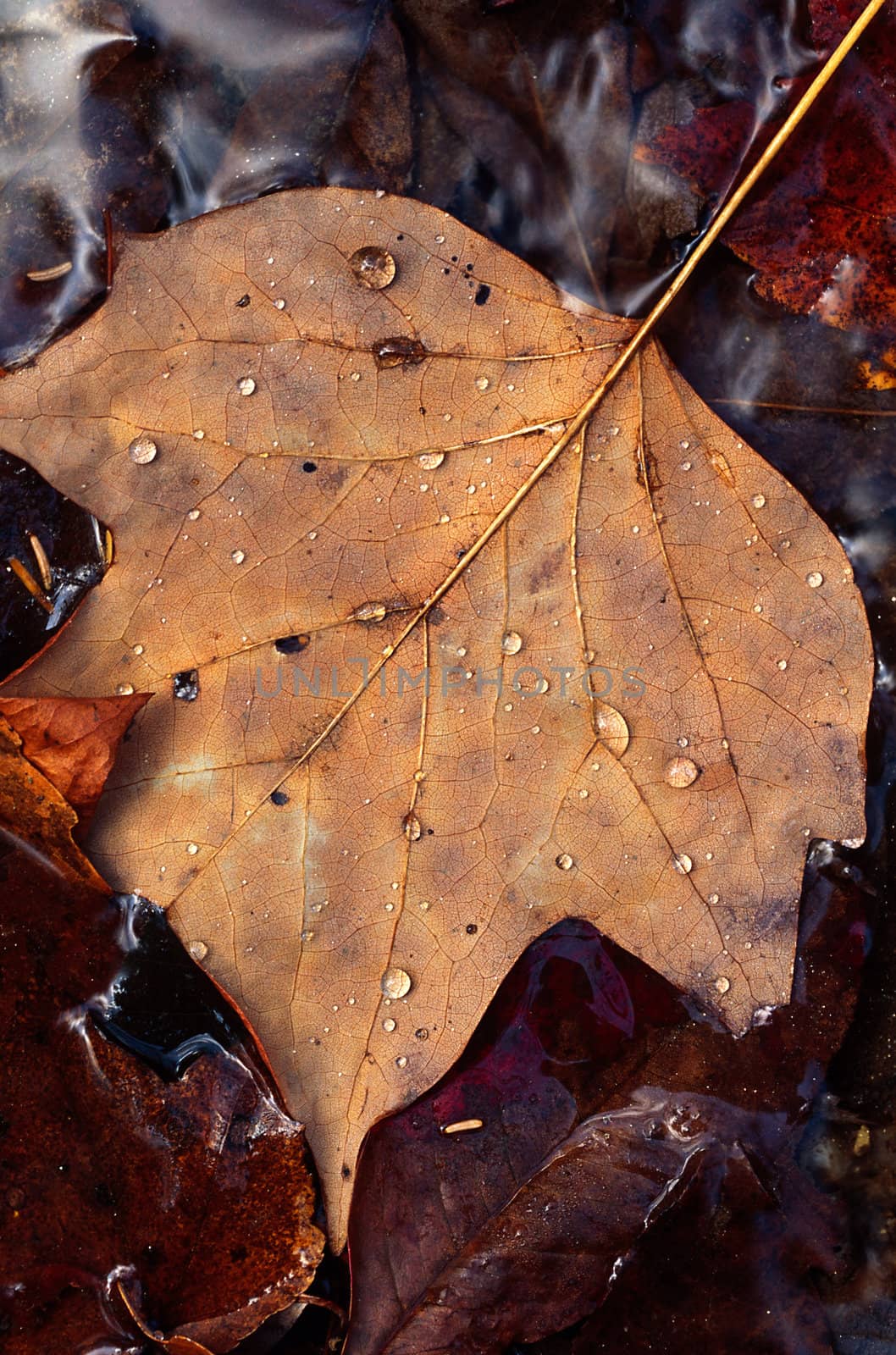 A single Poplar leaf with water droplets