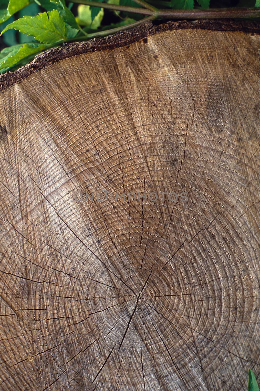 Growth rings on spruce or fir tree at high Applilachian elevation showing stunted growth via growth rings