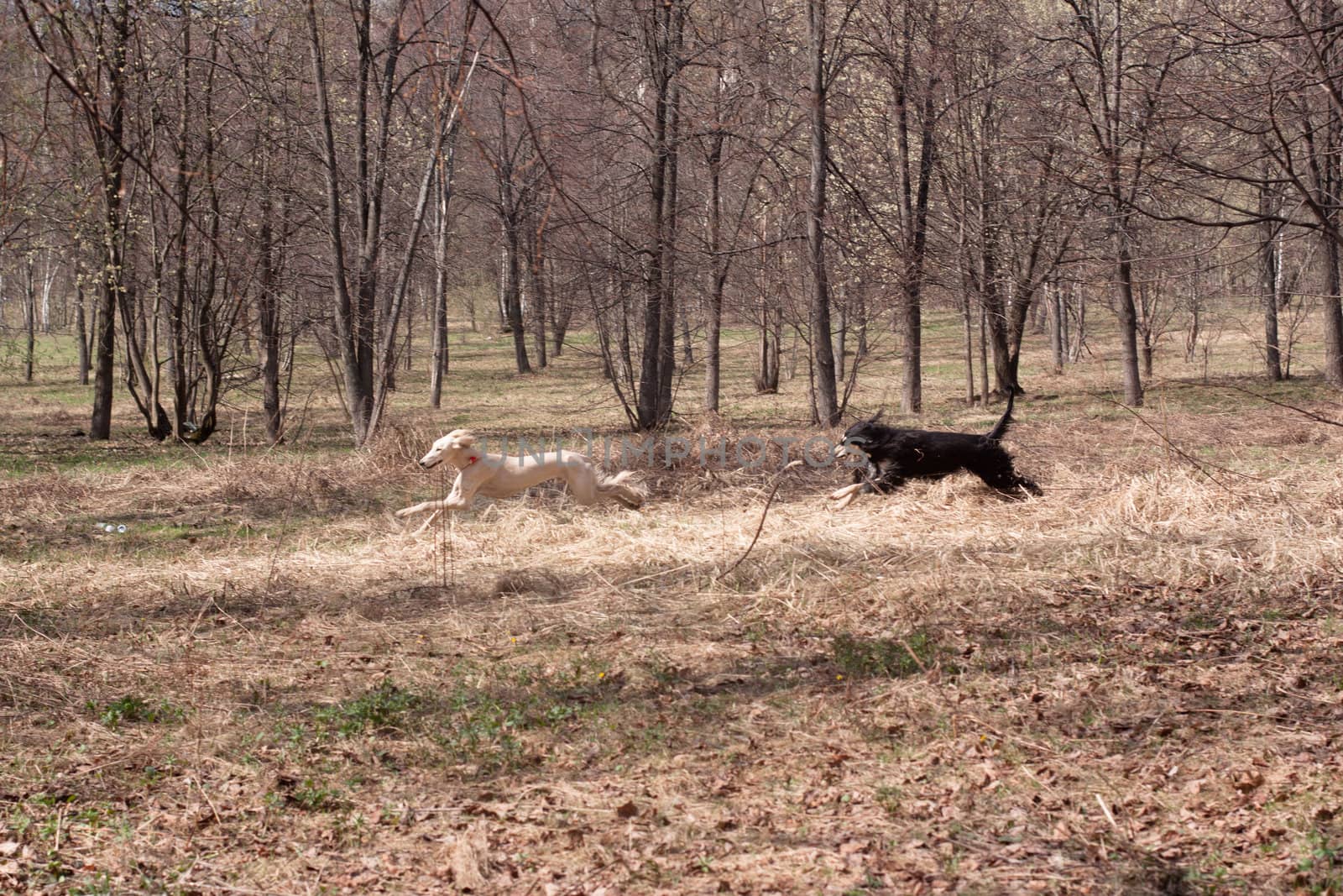 Two oriental hounds running in the spring forest
