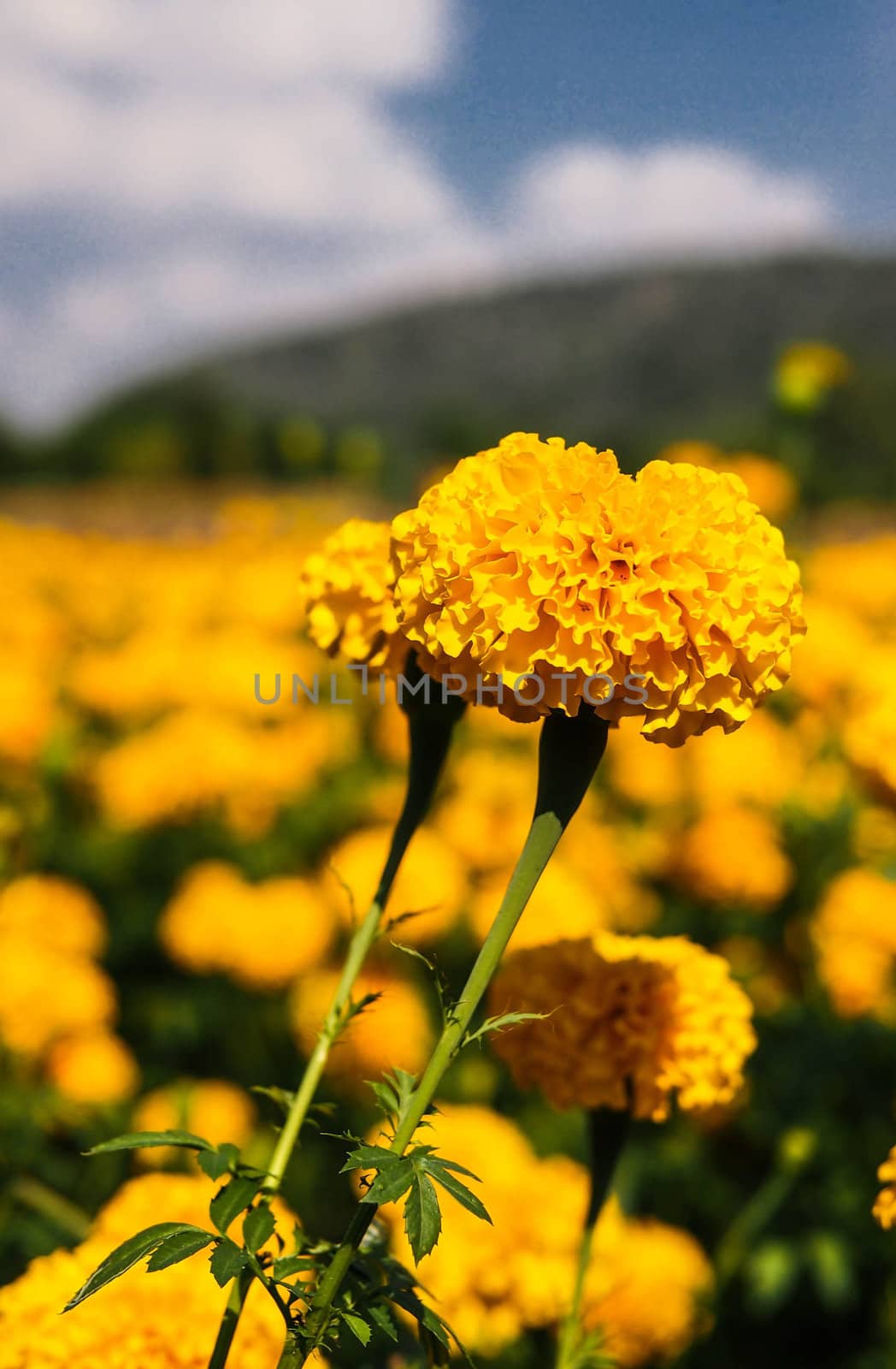 Marigold