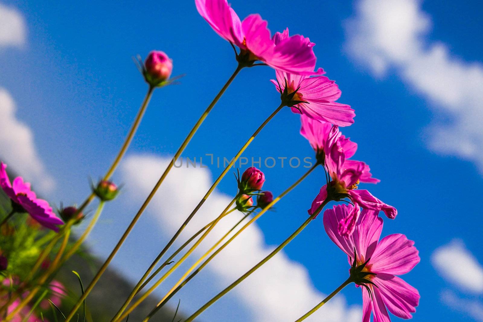 flower