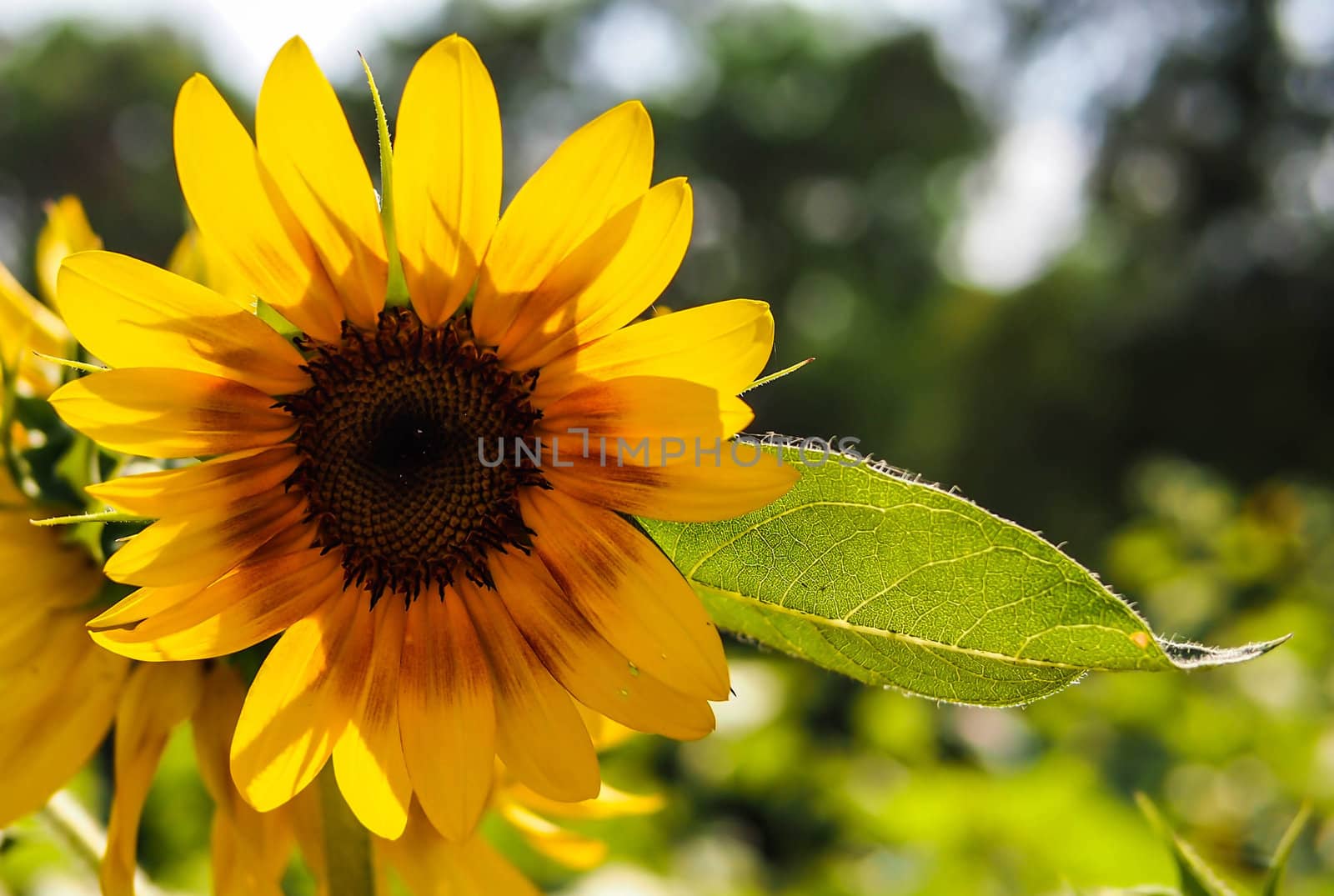 sunflower