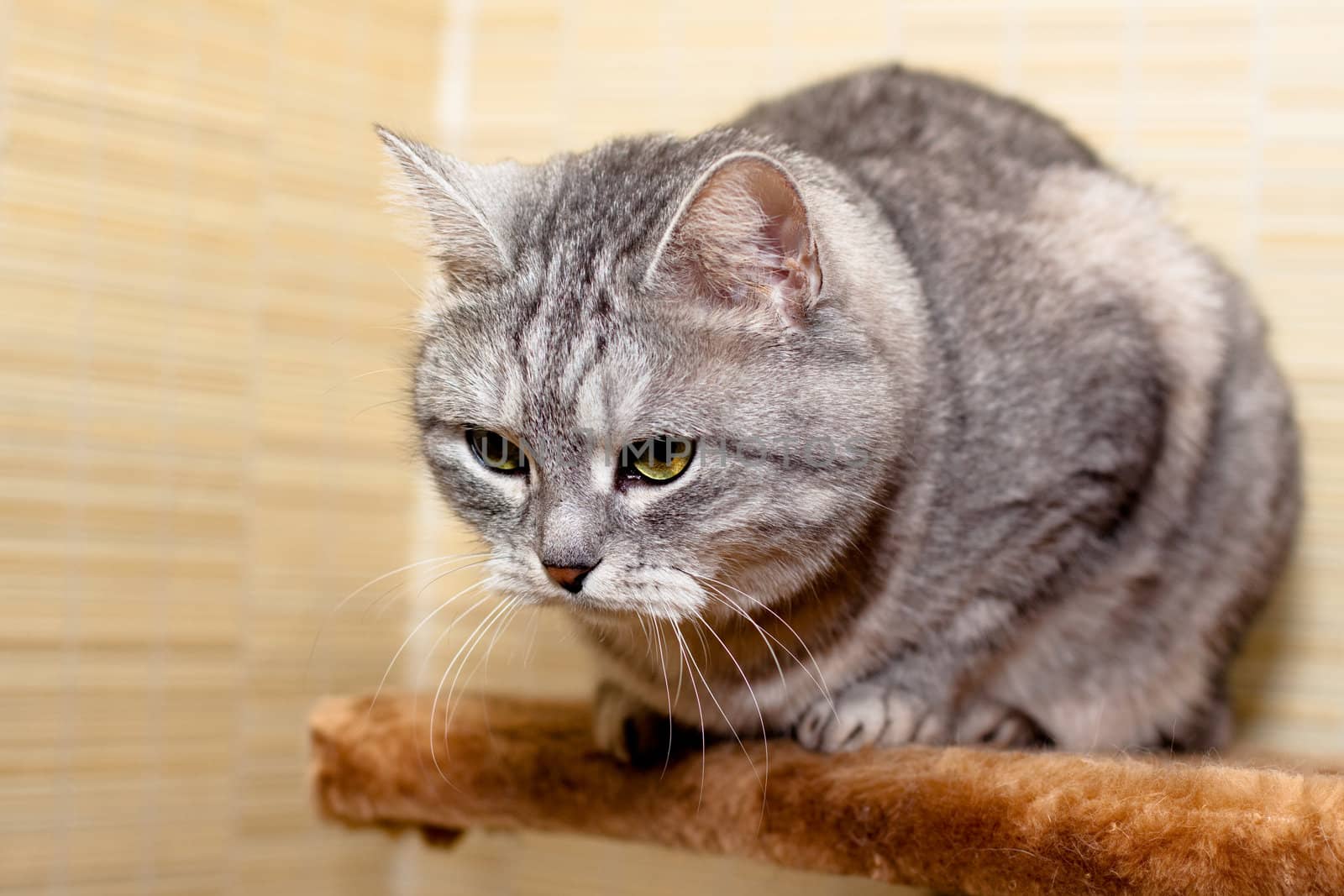 A sitting grey tabby cat
