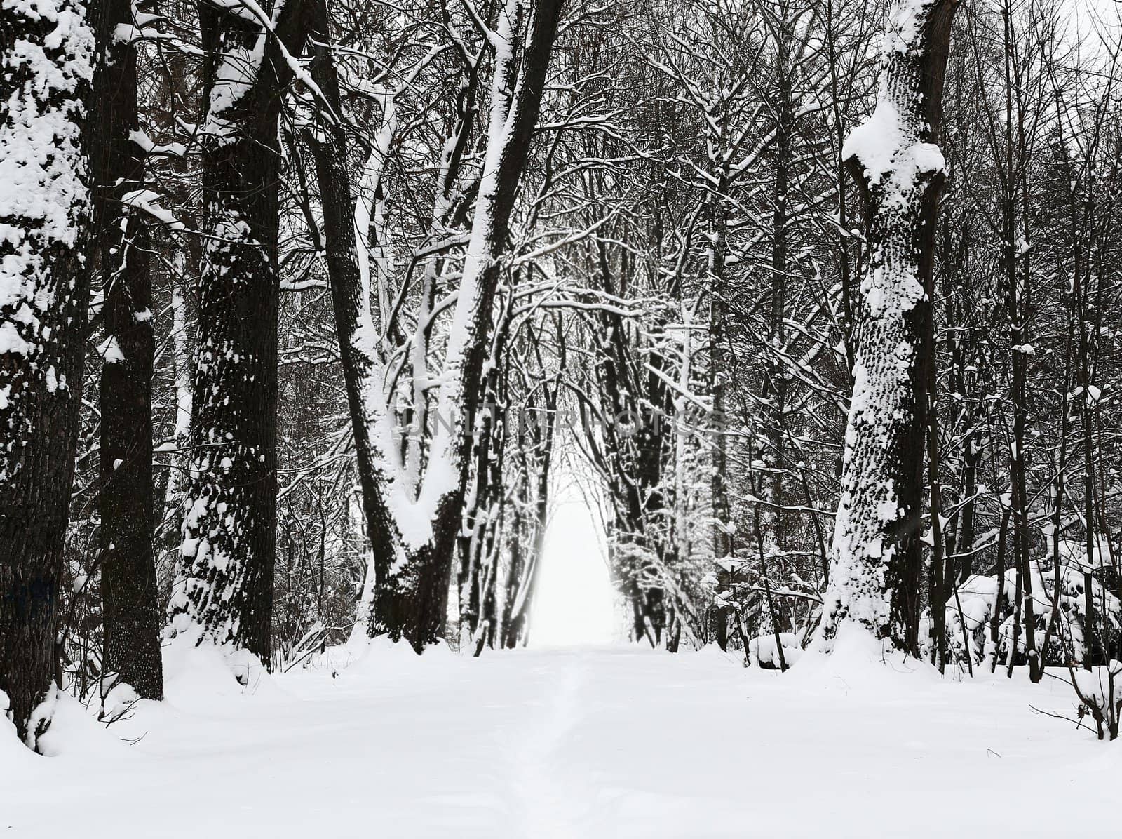 Winter park alley