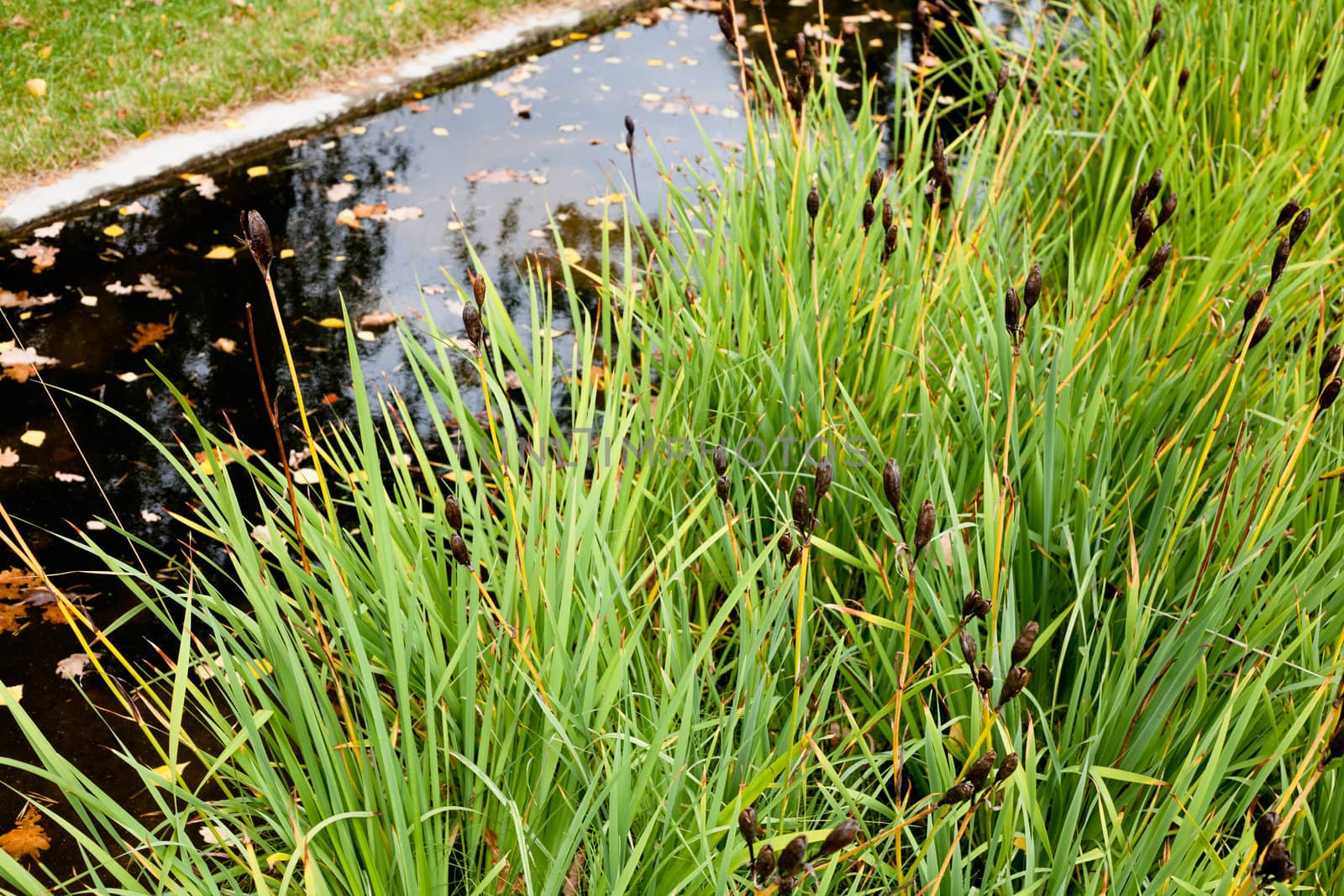 A pond in the autumn park with brown leaves and green grass
