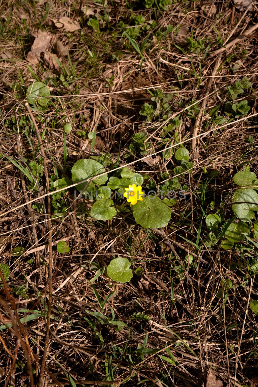 Small yellow flower and  green leaves sunny spring day

