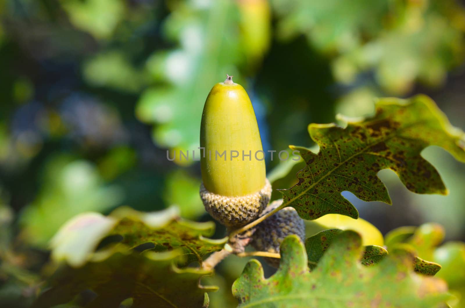 Close up of acorn by Rinitka