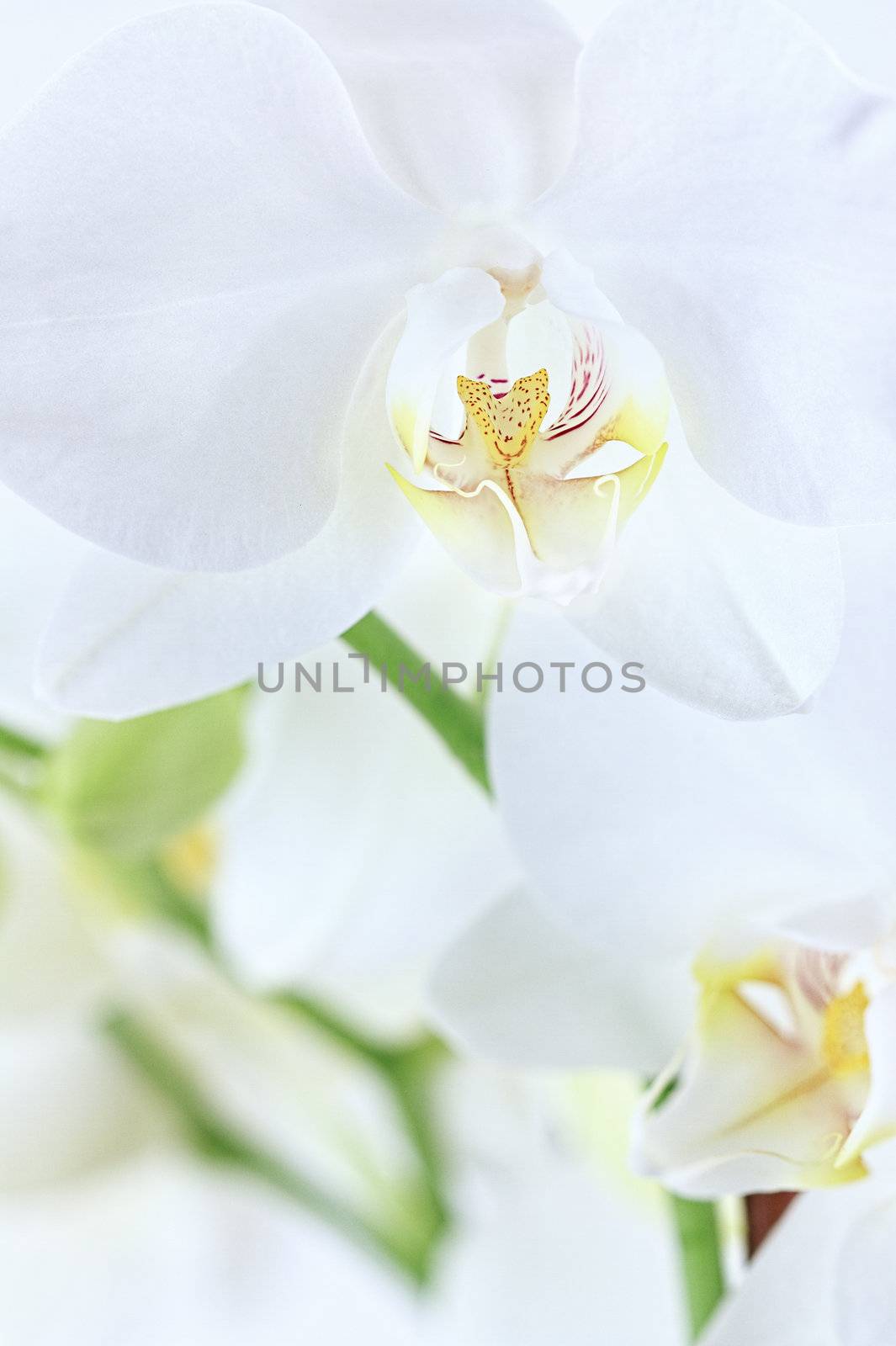 Macro of beautiful white orchids with extreme shallow depth of field.