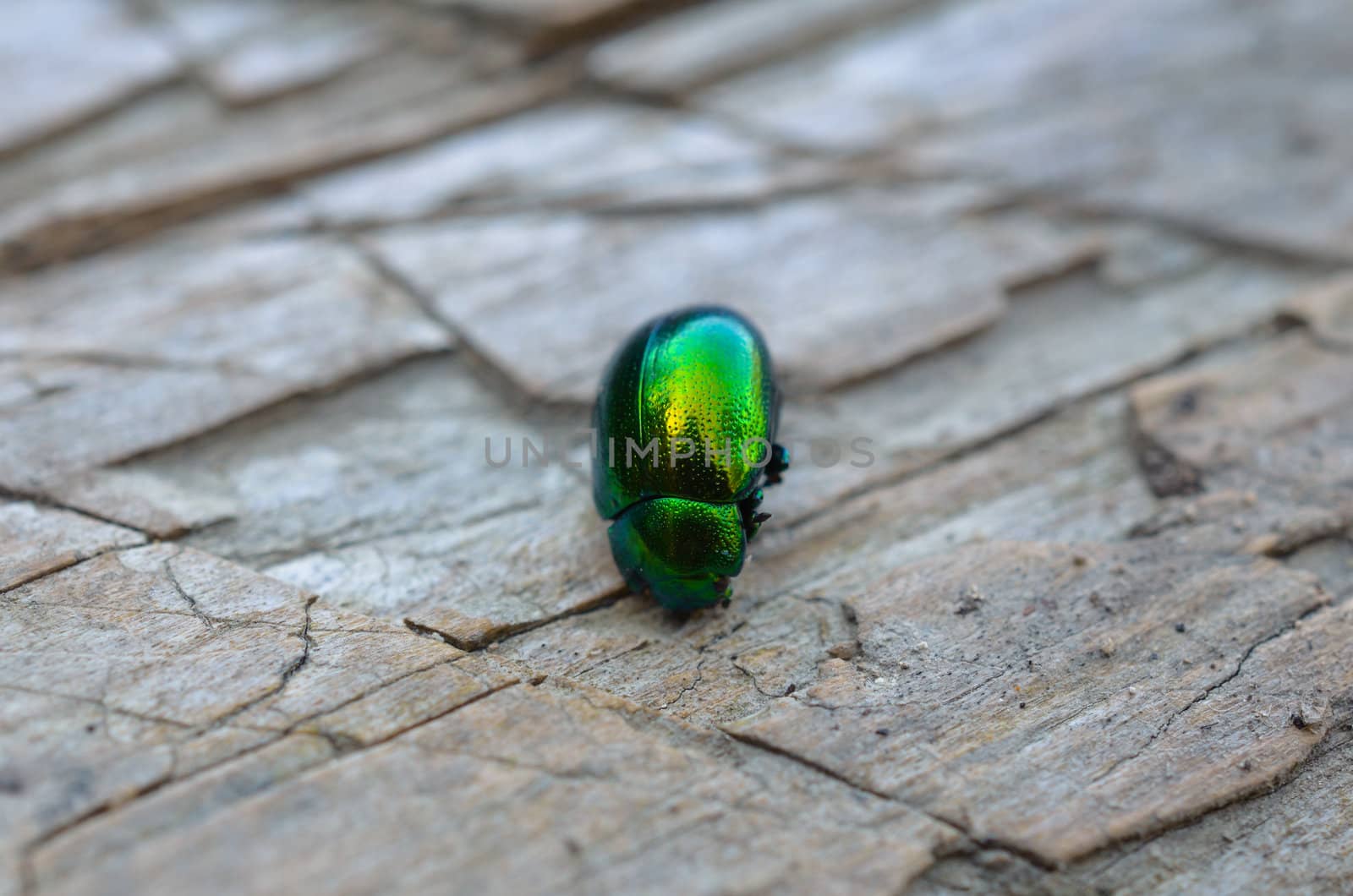 Close up of green chafer on the tree