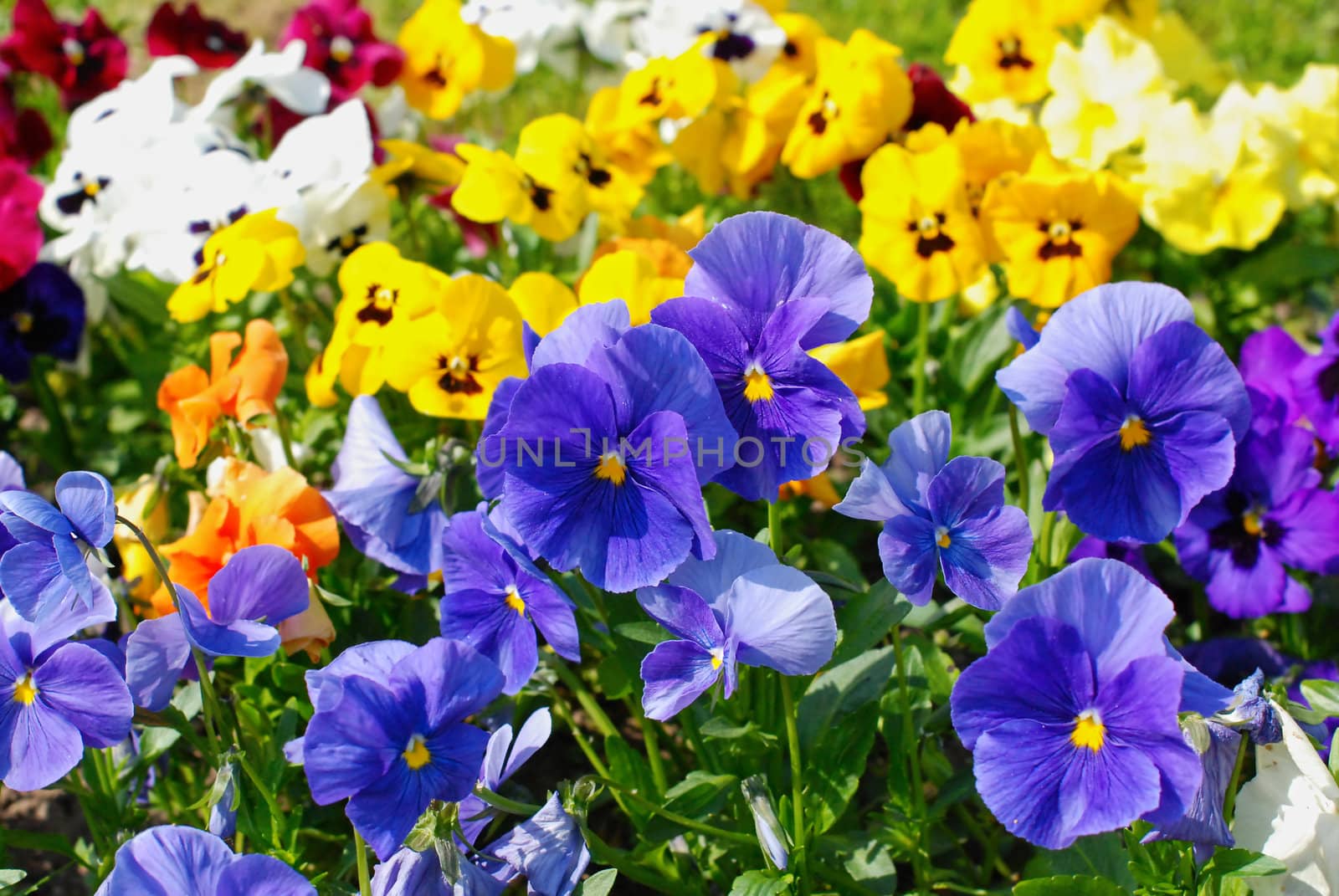 Blue, yellow, white and red violas in the sunny spring garden 
