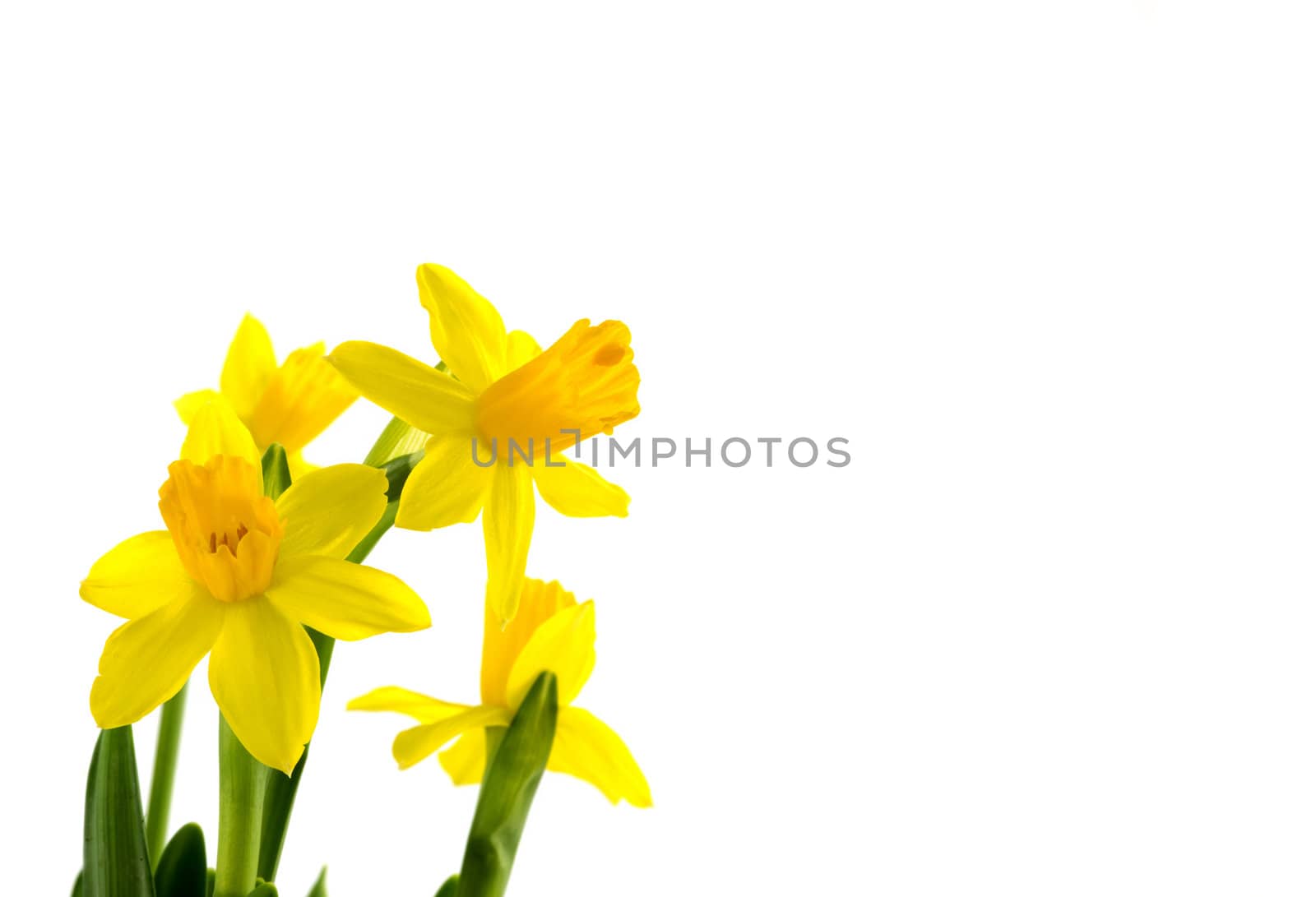 yellow narcissus  on white background