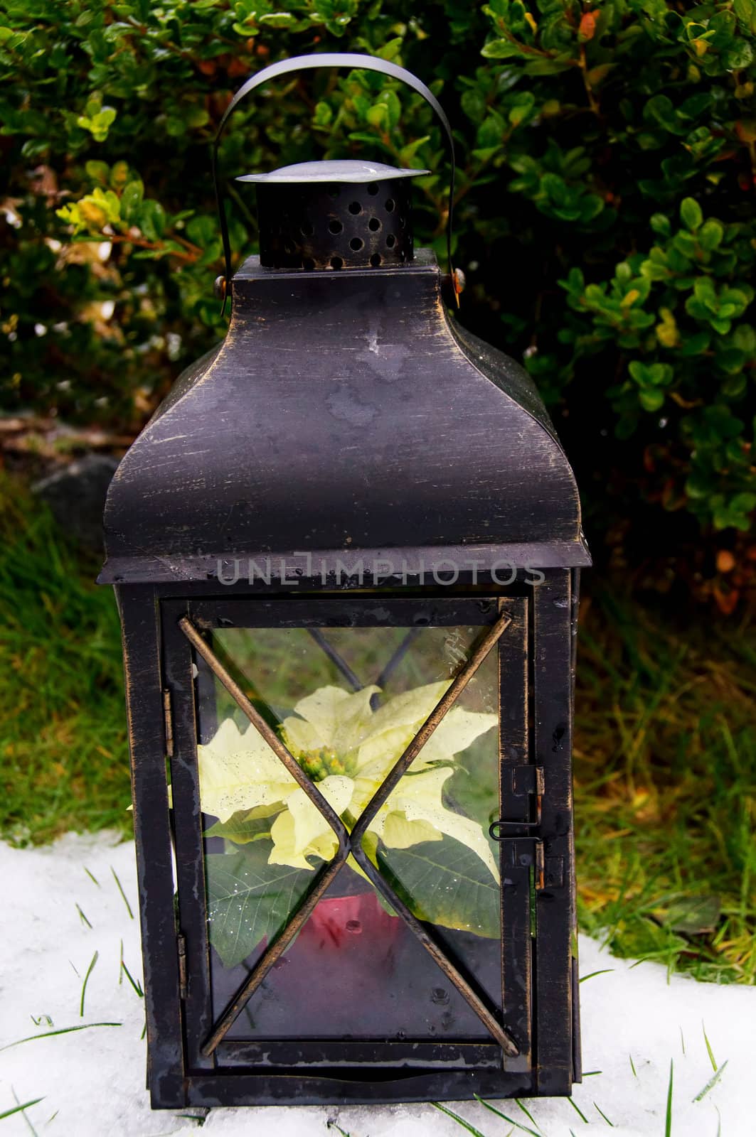 A lantern housing a small flower