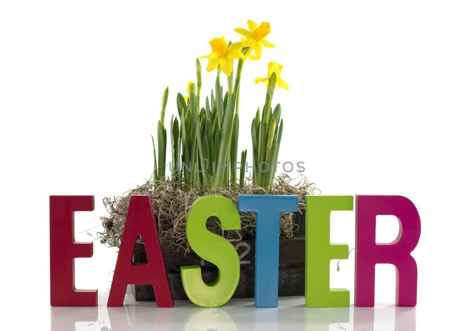 easter with yellow narcissus and letters