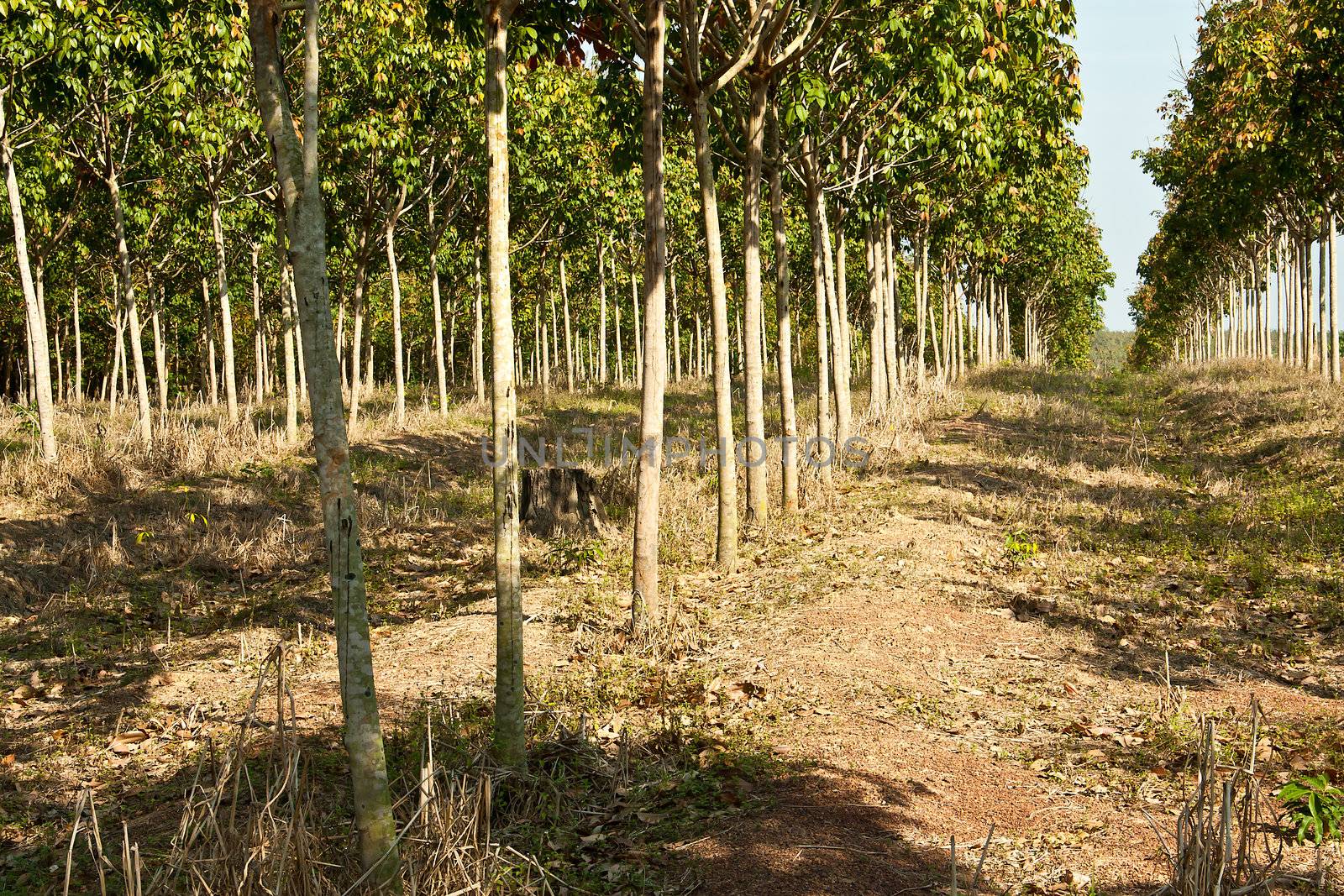 Rubber trees at Thailand In view of a wall.