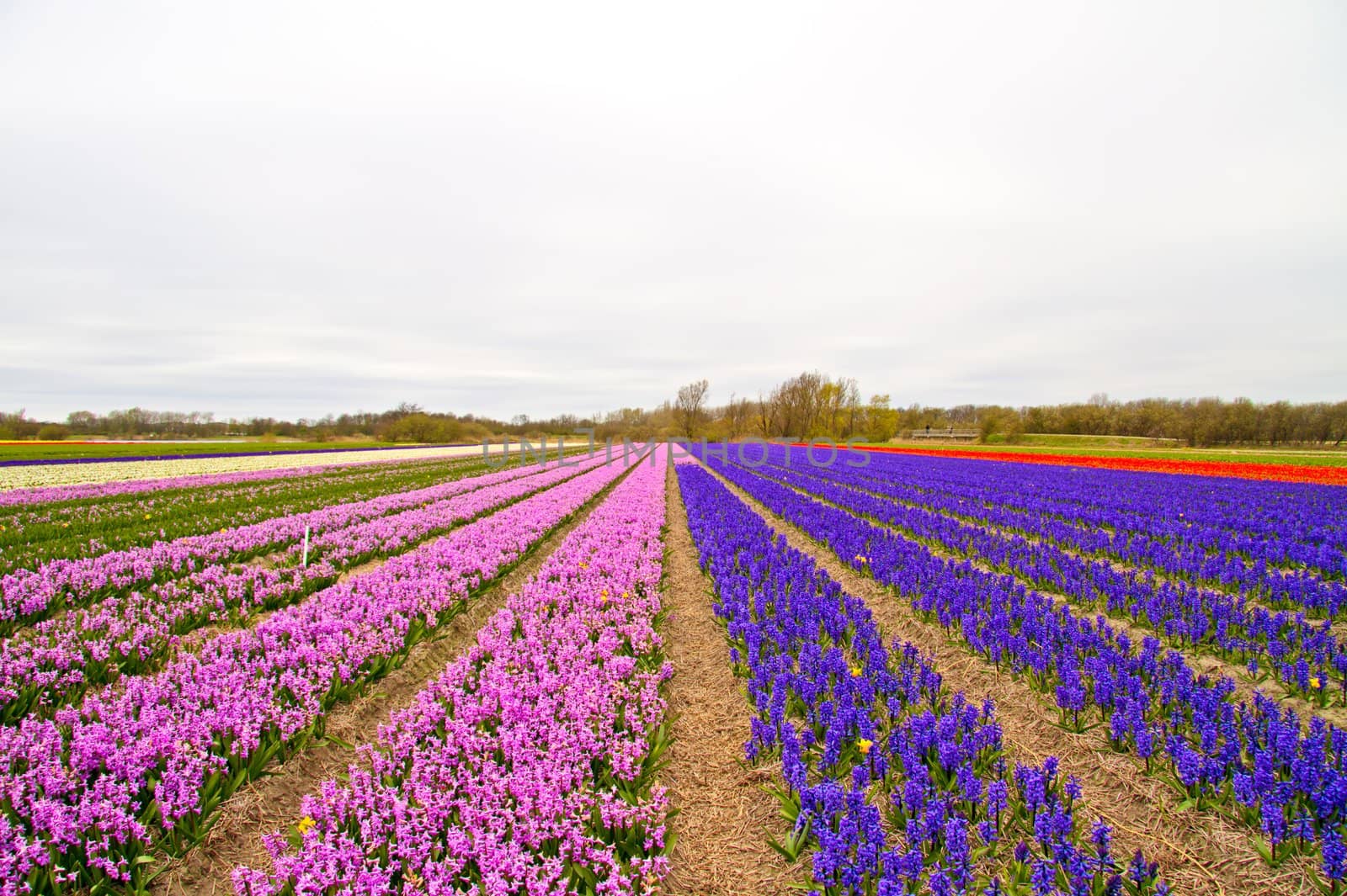 Tulip fields in the Netherlands in spring