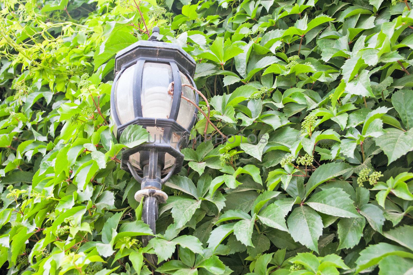 View of a green street lamp and a green leaf by sfinks