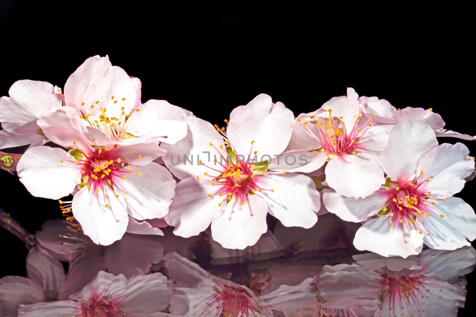 Blossoming almond flower close up