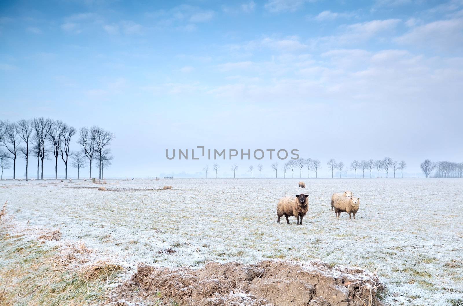 sheep on winter pasture by catolla
