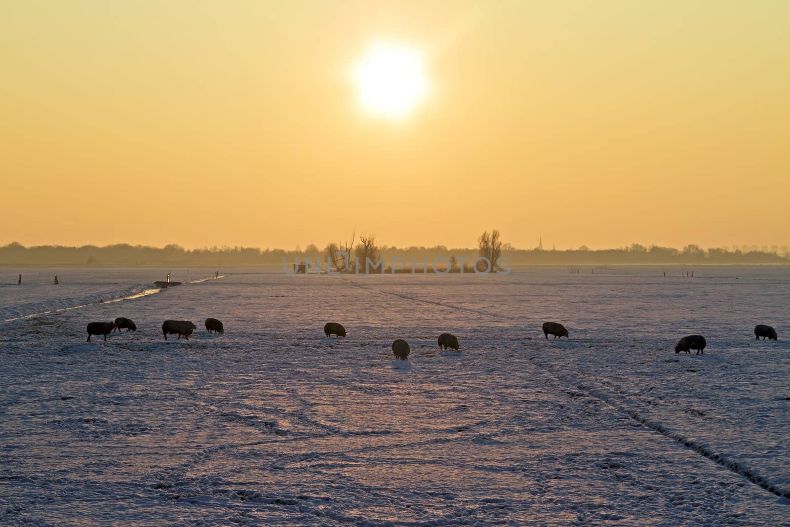Sheep in snowy fields in the Netherlands at twilight