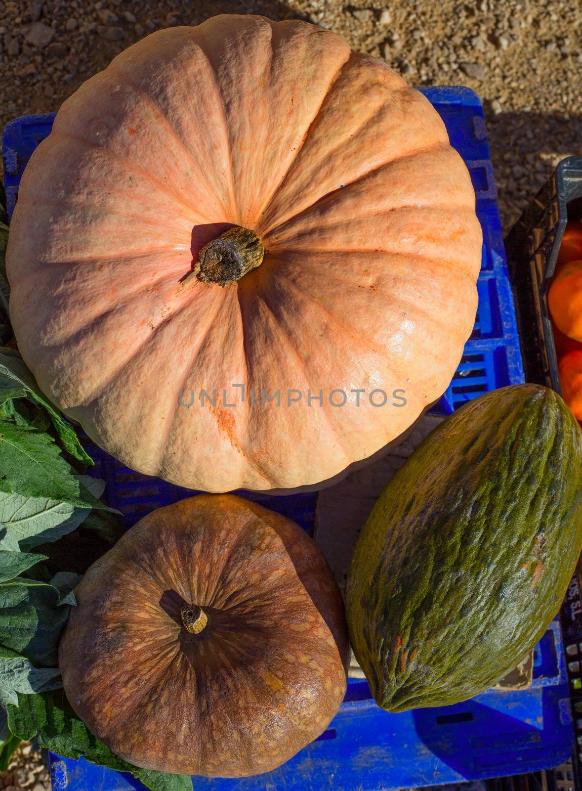 Melon and Pumpkin in autumn fall at market by lunamarina