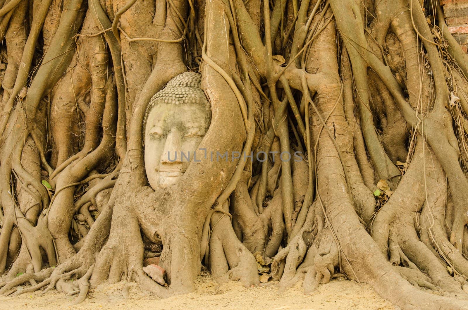 Buddha head in the tree. by aoo3771
