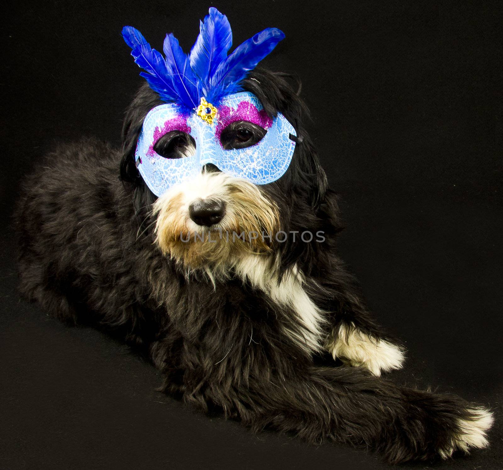 a dog and carnival mask