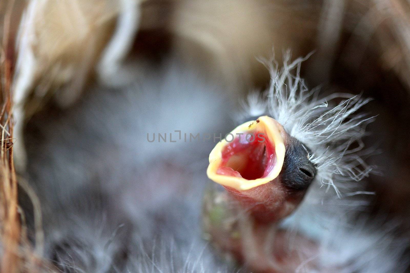 Close up of a bird nest with a baby in it.