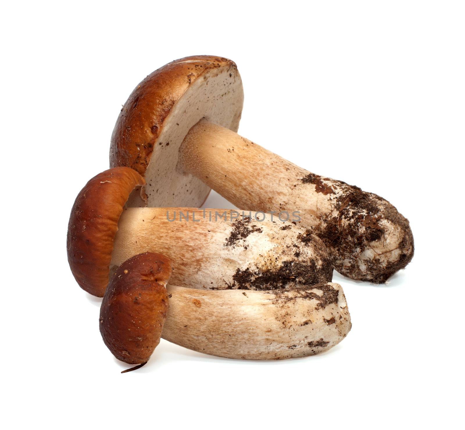 Mushrooms. by kromeshnik