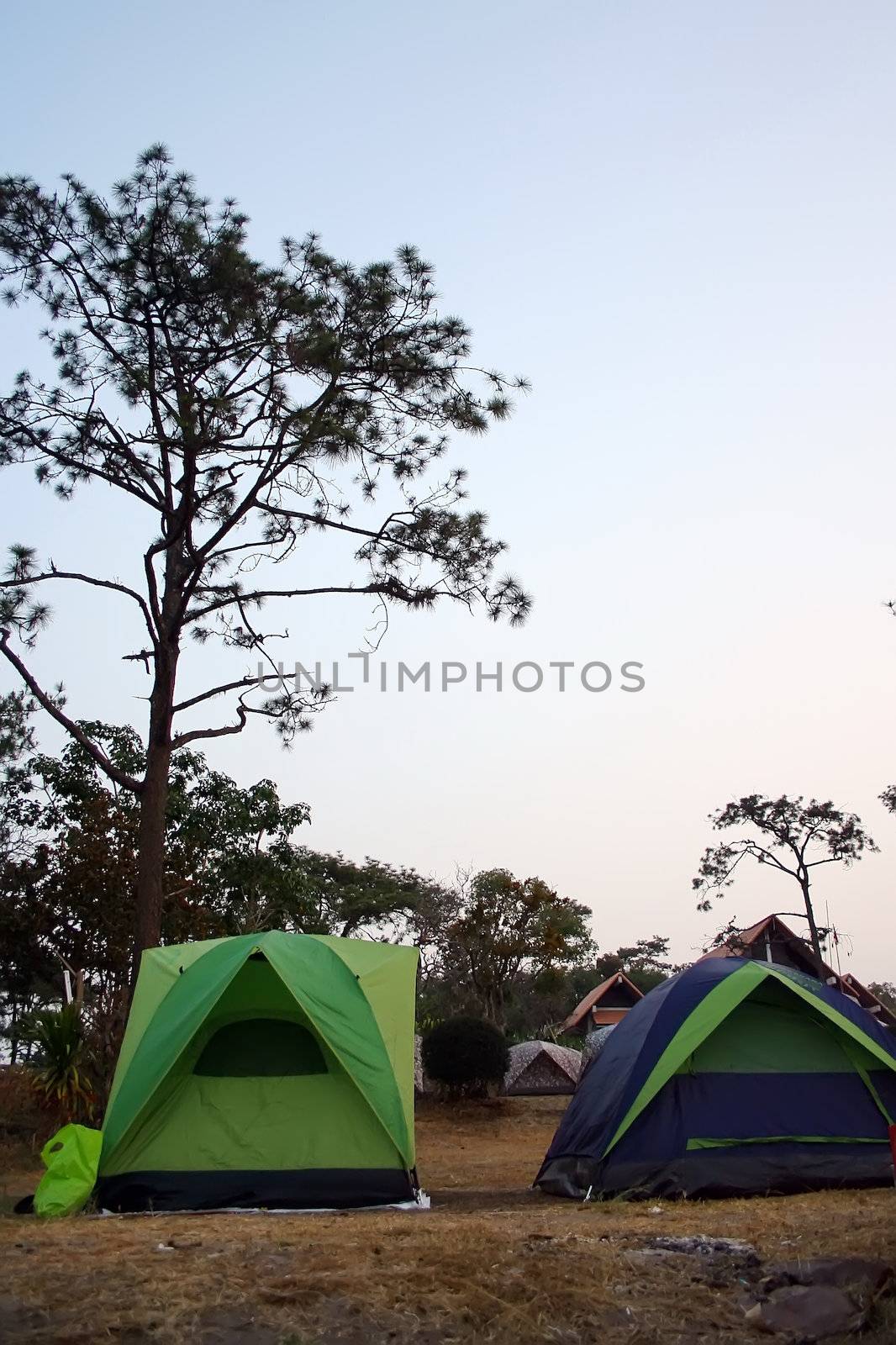 Campsite in the forest with many tents