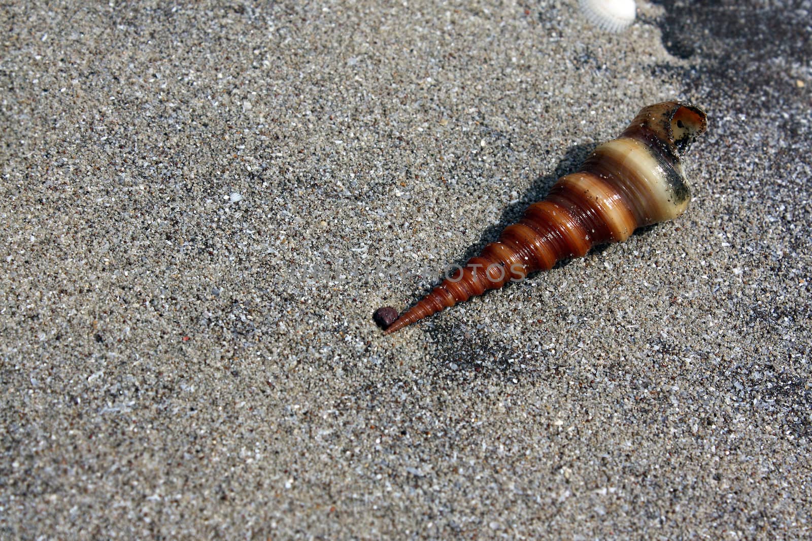 A beautiful conch shell lying in a sandy beach.