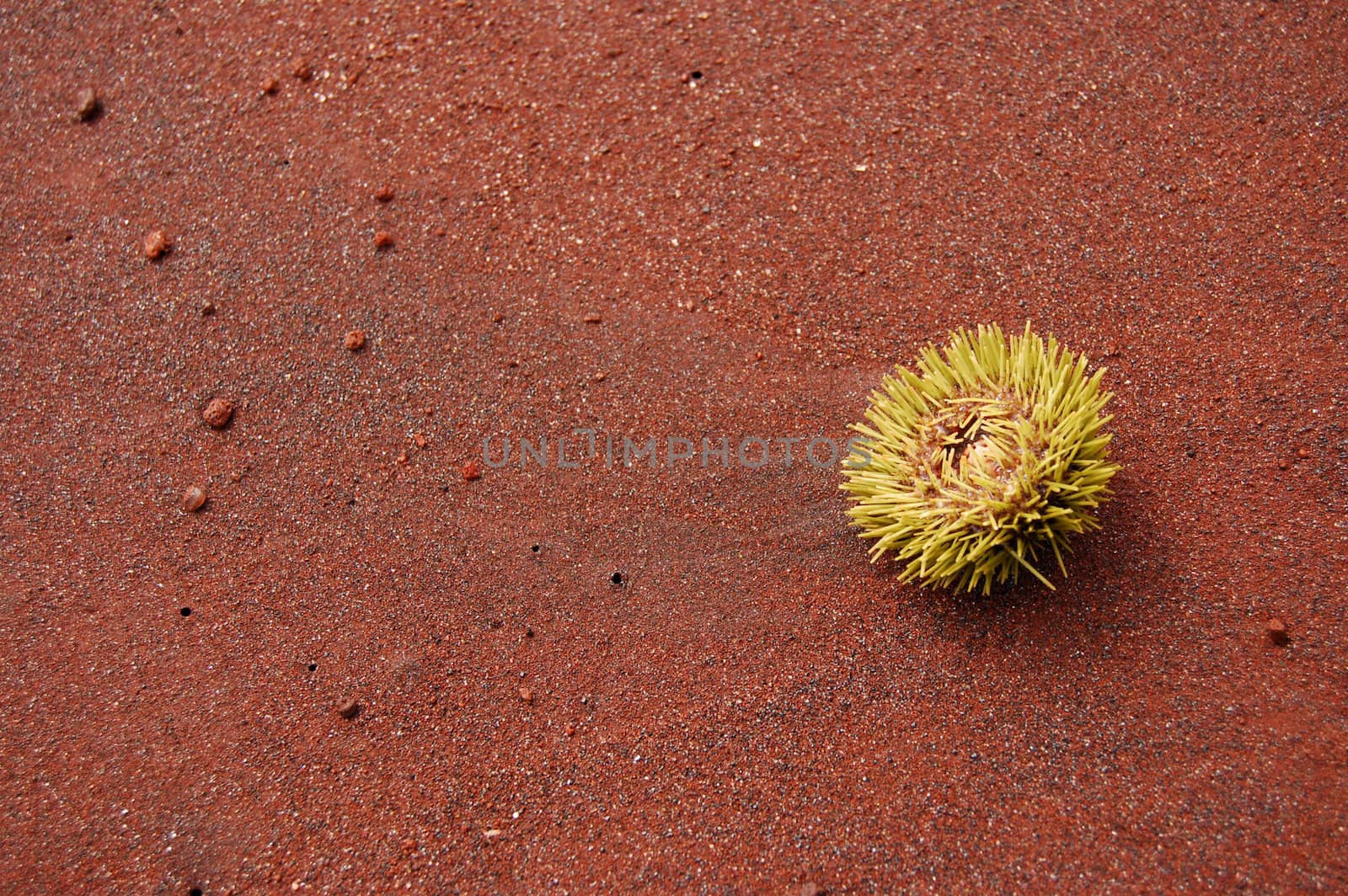 Sea urchin by sarahdoow