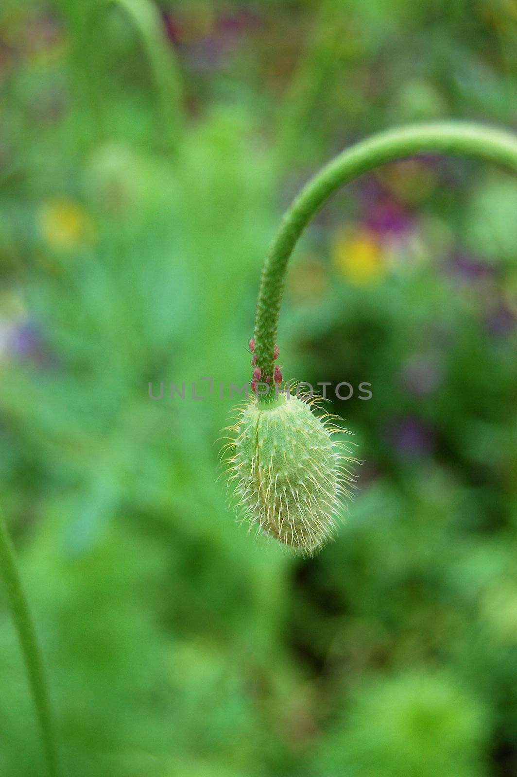 Aphids gathered around the base of an unopened poppy flower bud