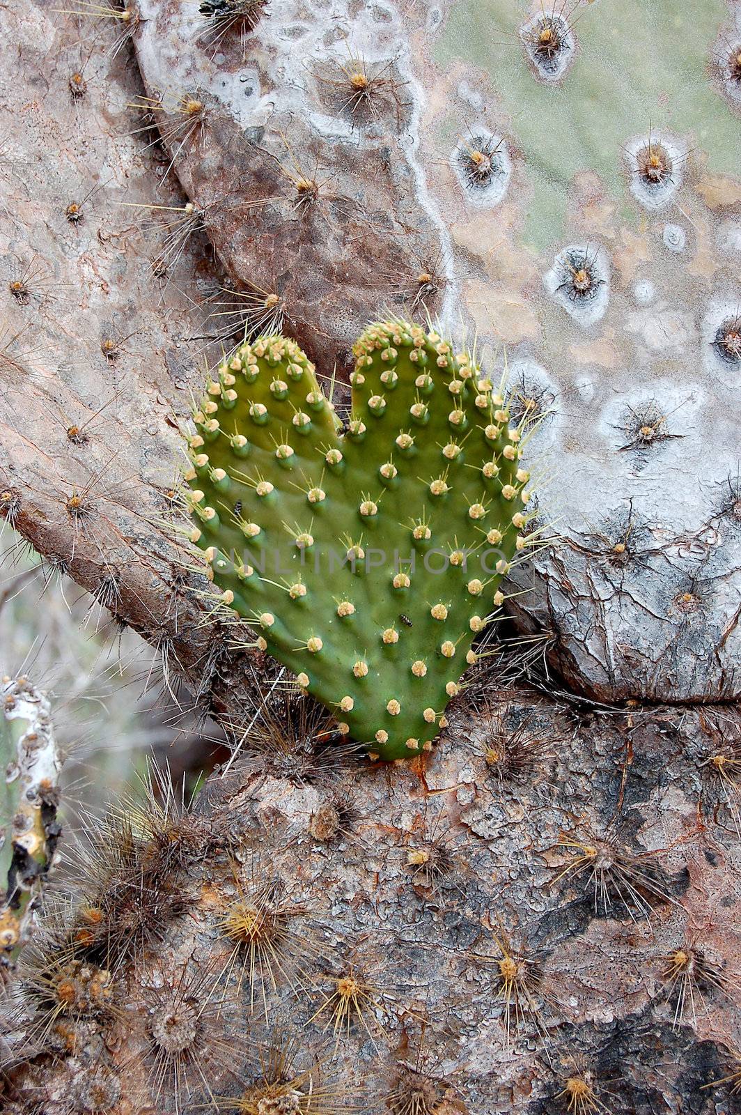 Symbolic heart-shaped green cactus leaf on an otherwise dead cactus plant