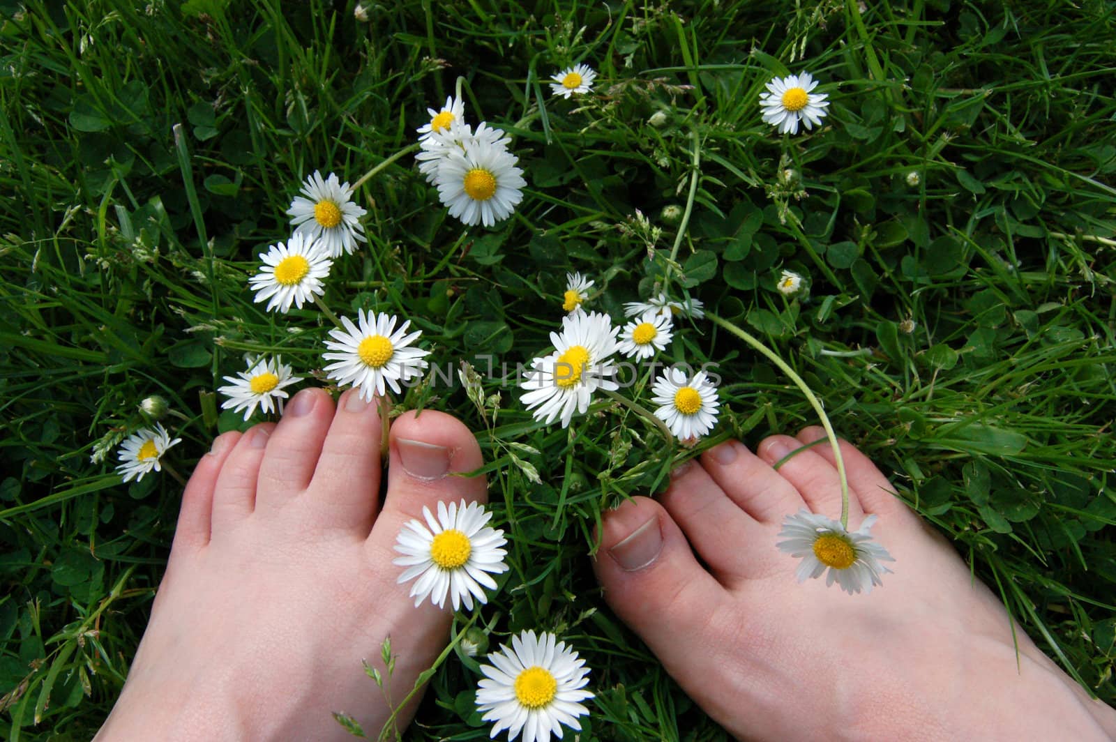 Two bare feet among daisies, clover and grass