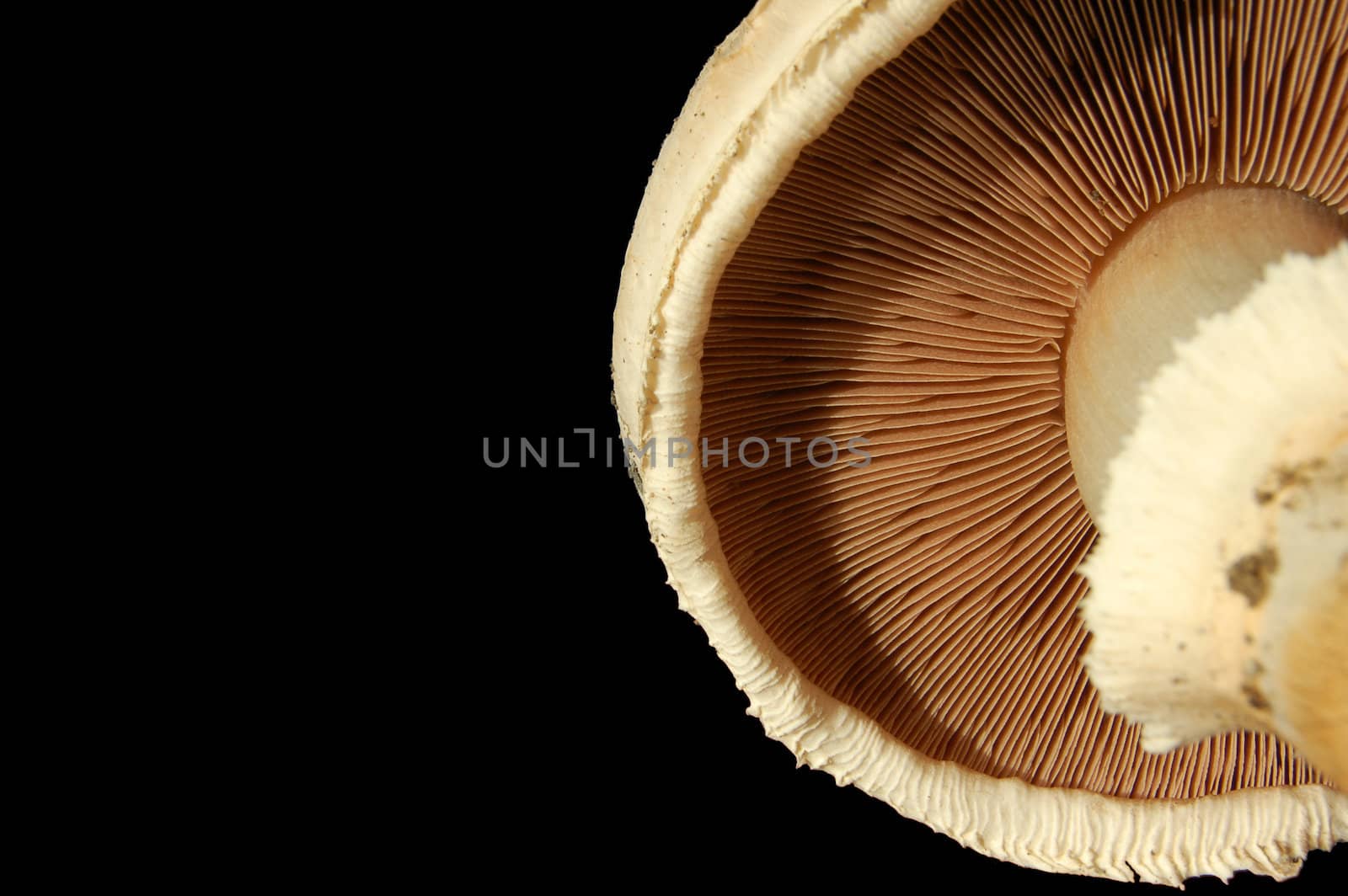Closeup of the underside of a mushroom cap, showing the gills