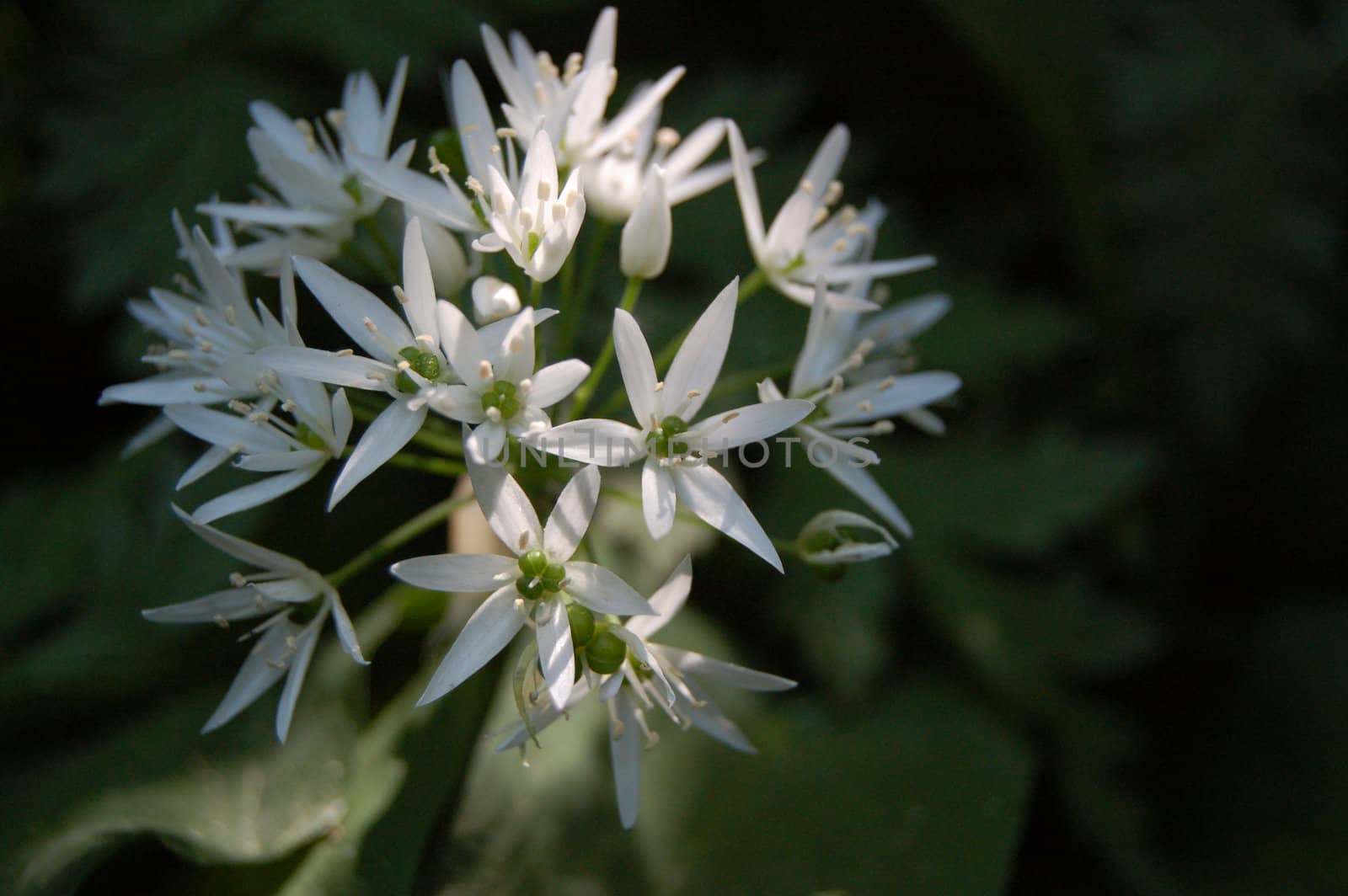 White wild garlic flowers caught in sunlight in woodland