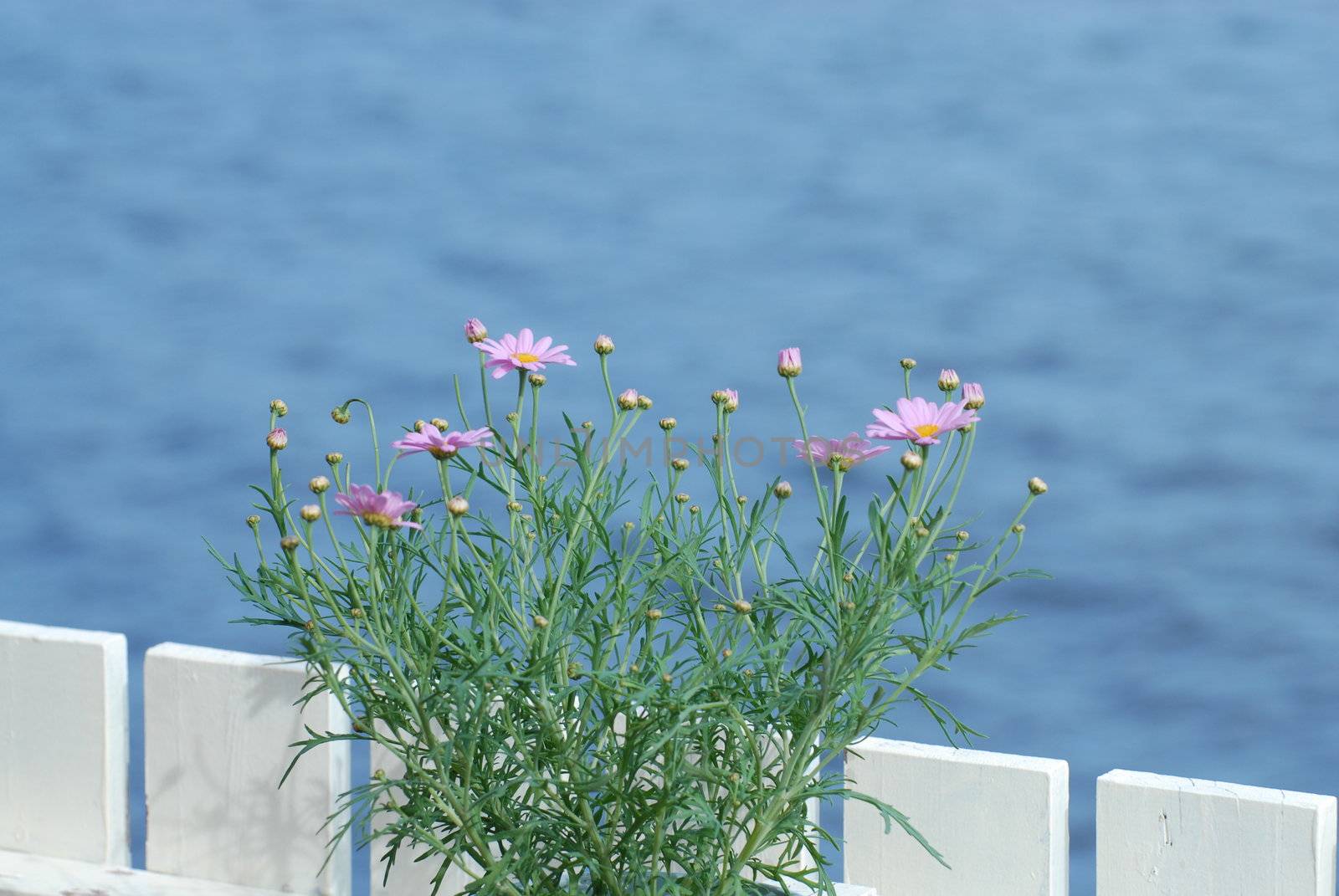 summer flowers