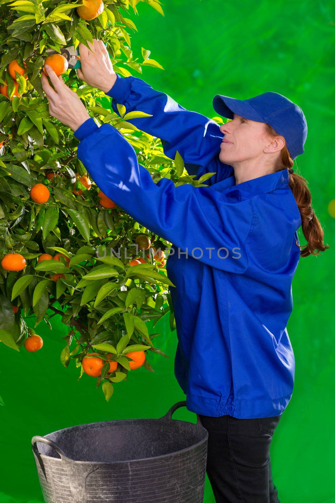 Tangerine orange farmer collecting woman by lunamarina