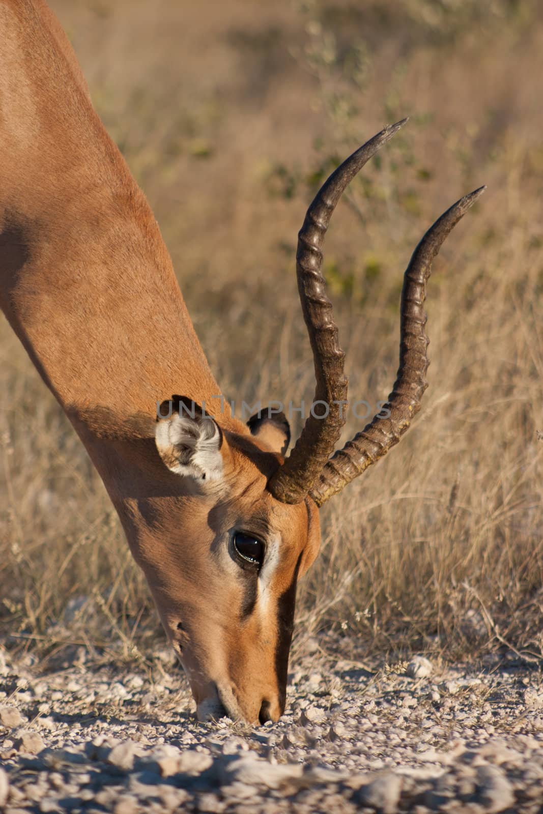 close up of a male impala with large horns grazing in Etosha National Park, Namibia, Southen Africa.