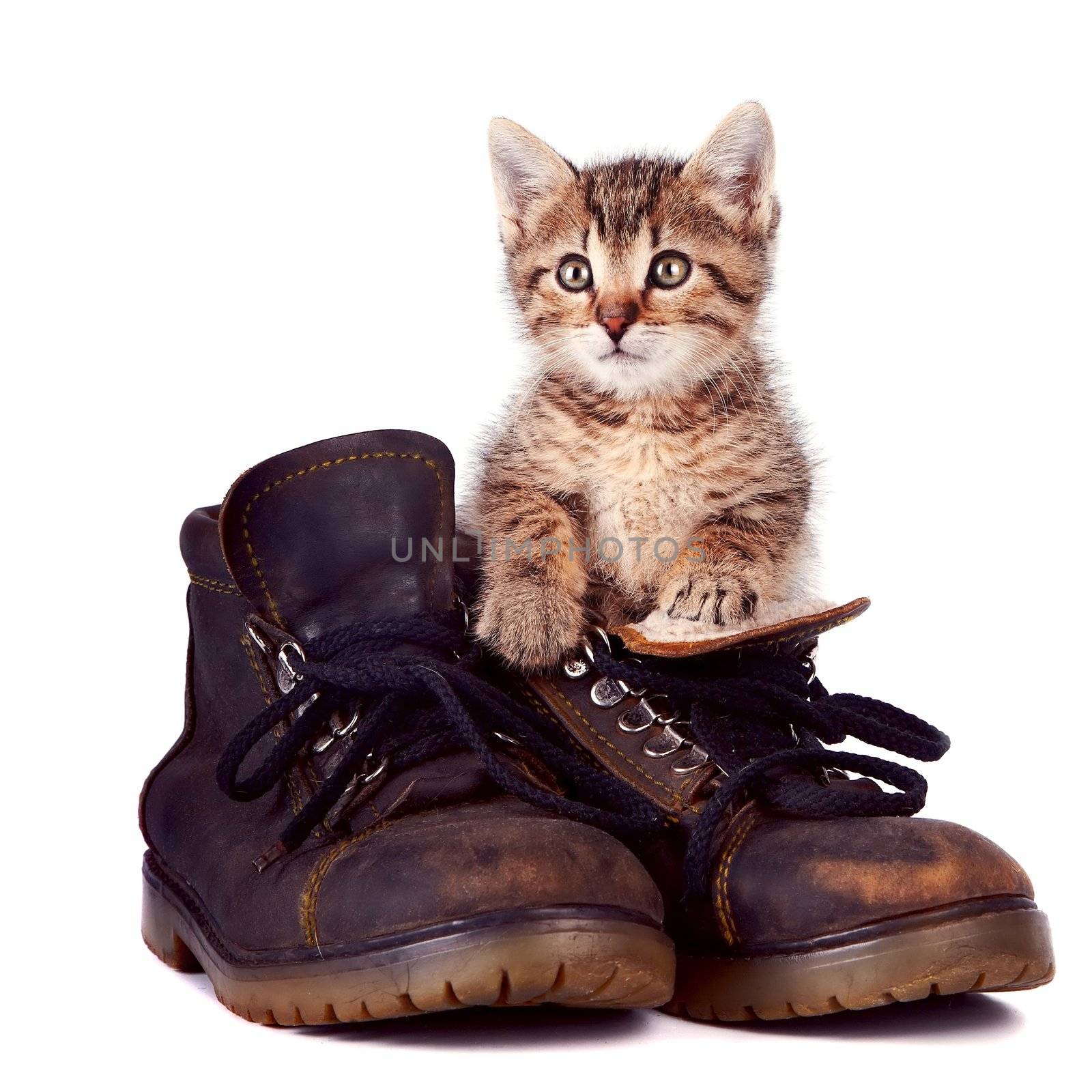 Kitten and boots on a white background