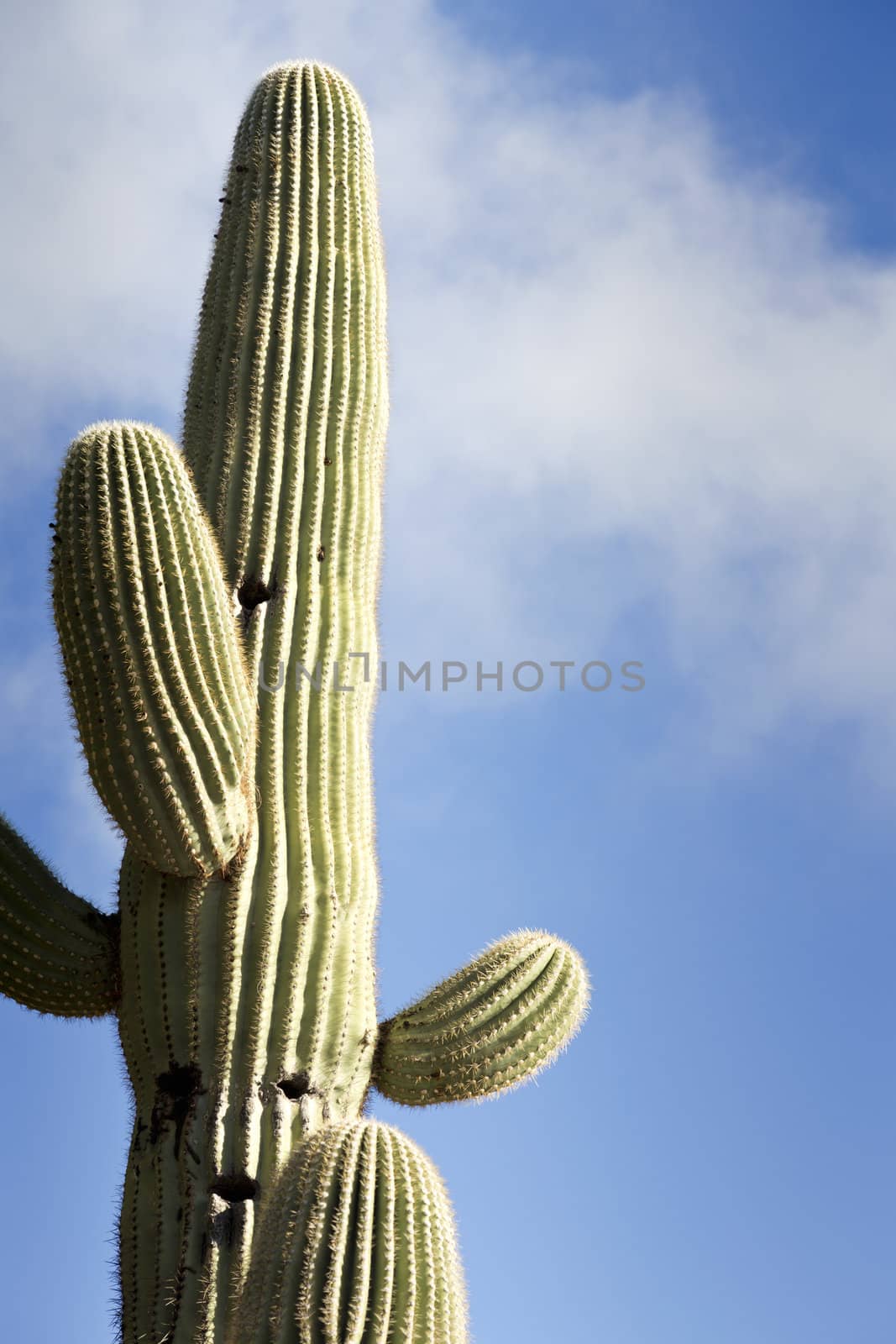 Vertical image of towering saguaro cactus against blue sky with white clouds with copy space to right.