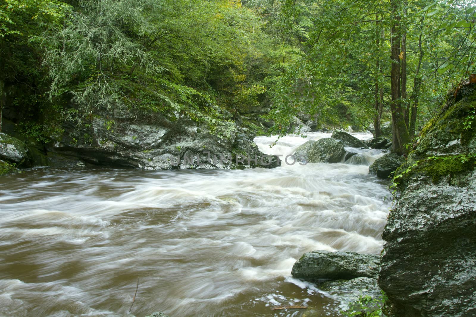 Full, spring flow in stream accented by green leaves and rocks in Great Smoky Mountains National Park