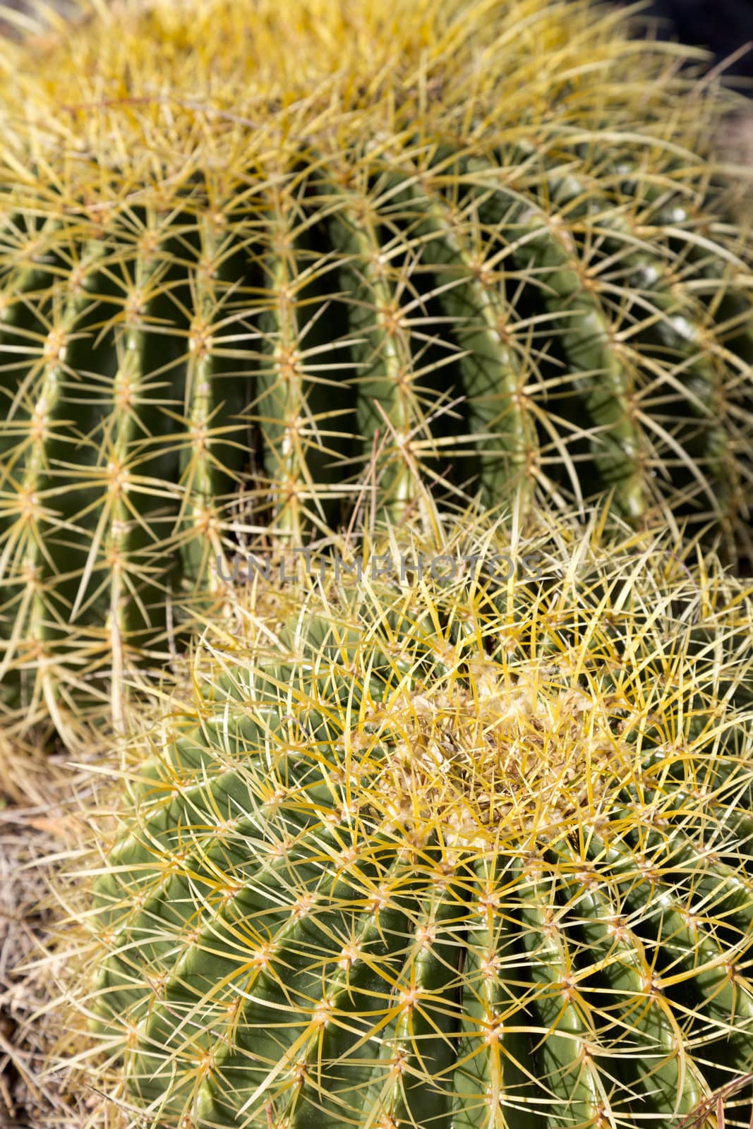 Two barrel cactus with emphasis on drama of thorns