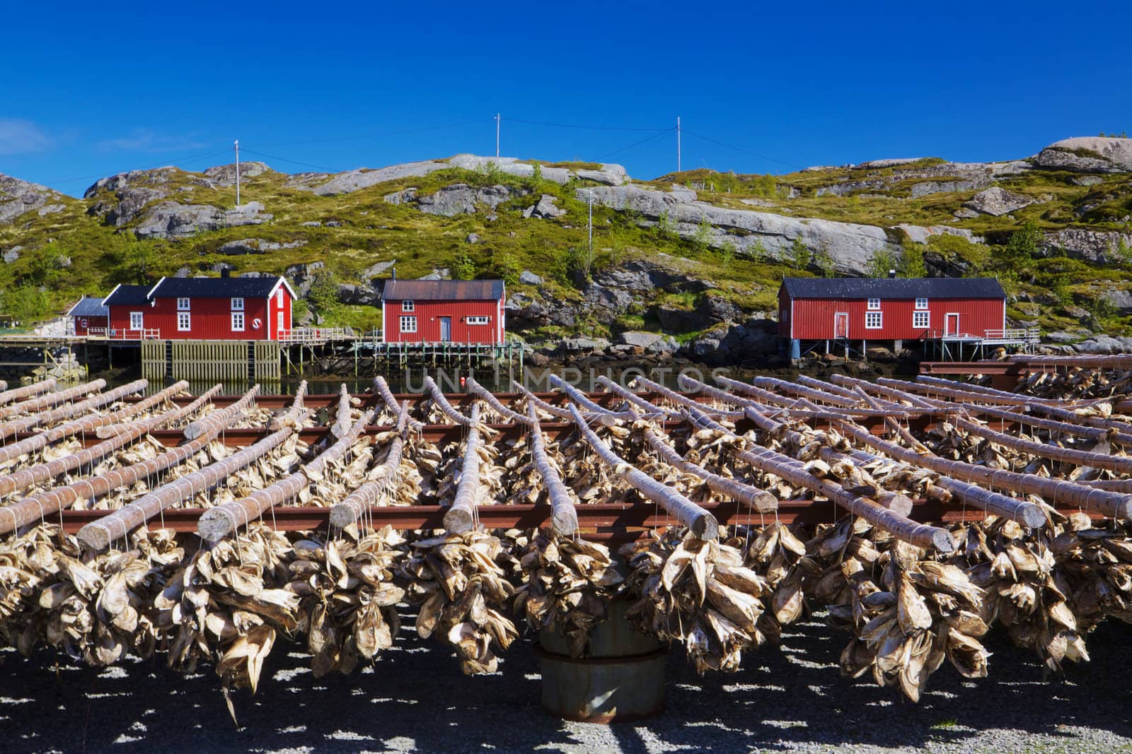 Traditional way of drying stock fish in Norway, Lofoten islands