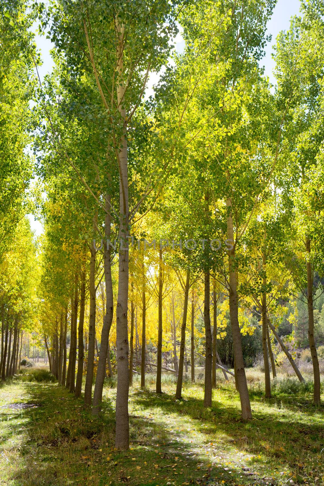 Autumn early fall forest with yellow poplar trees by lunamarina
