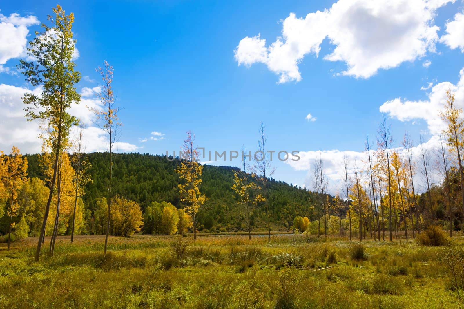 Autumn fall forest with yellow golden poplar trees outdoor nature and blue sky