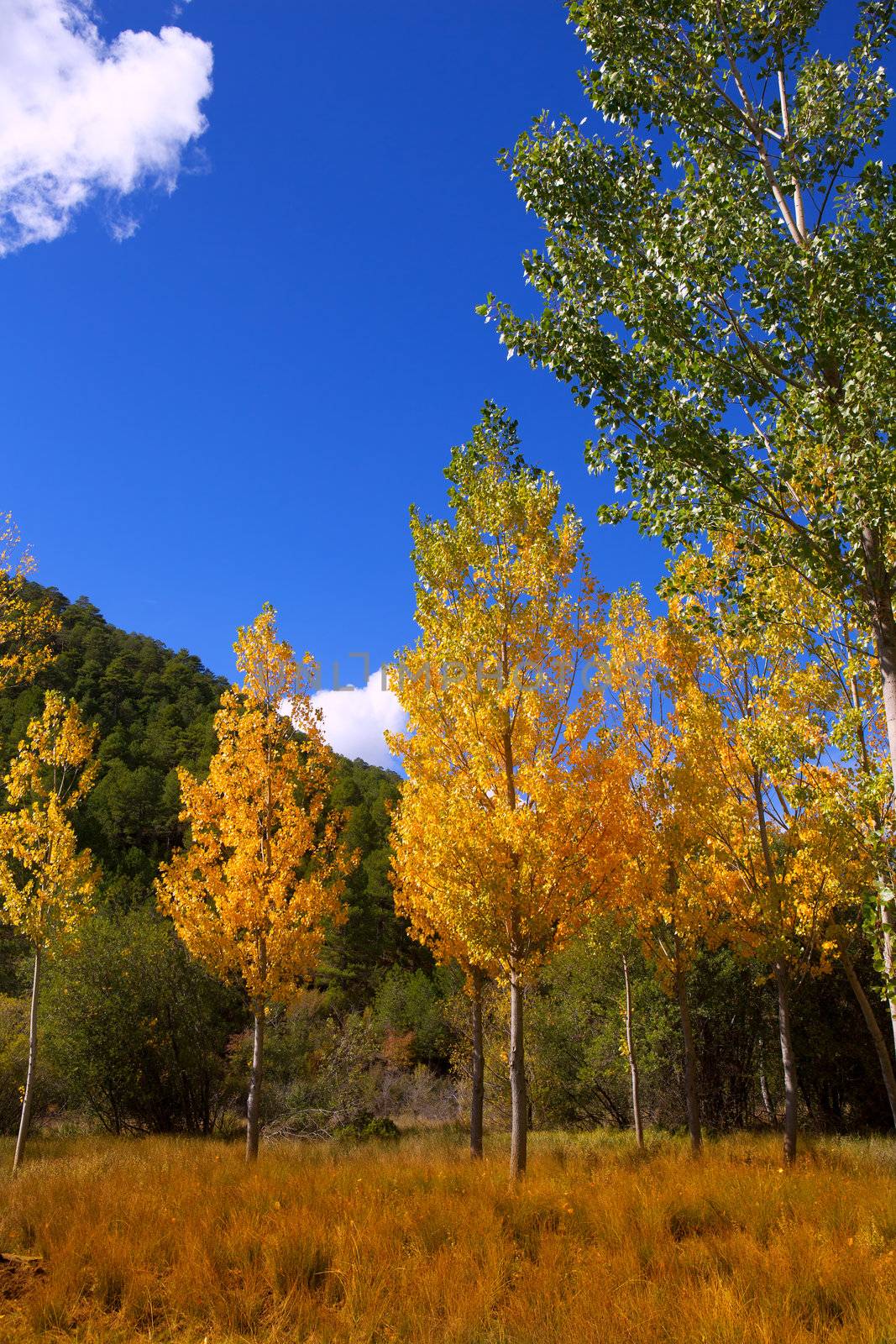 Autumn fall forest with yellow golden poplar trees by lunamarina