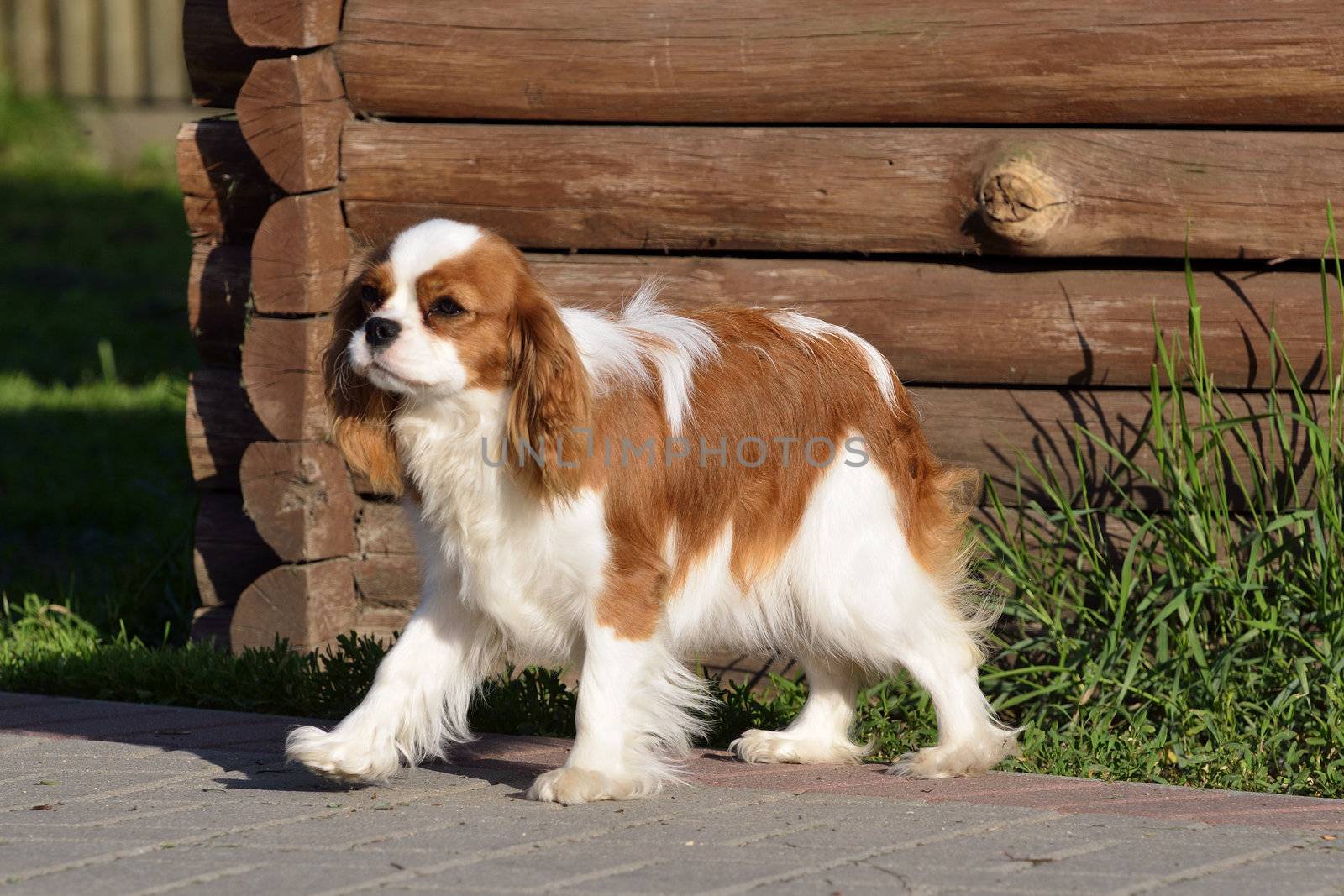 Photo present young cavalier king charles spaniel blenheim a coat.